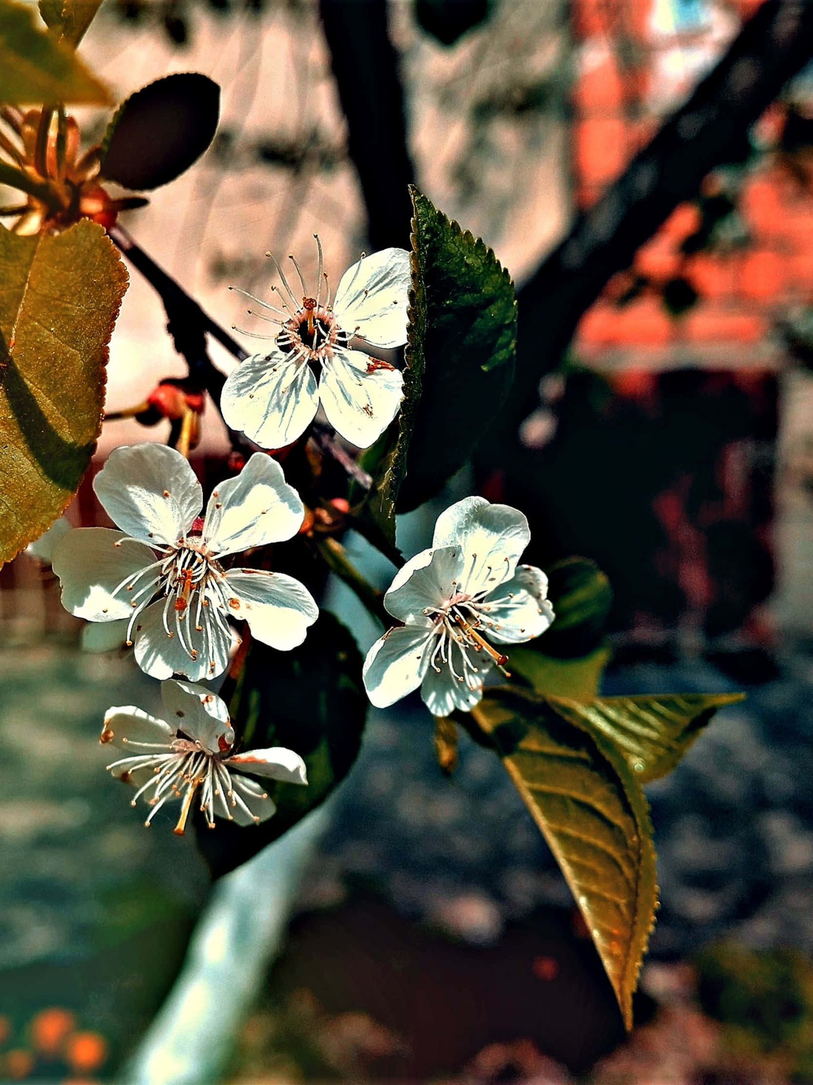 white cherry blossoms, fresh green leaves, softly blurred warm-toned background, Full HD Phone Wallpaper