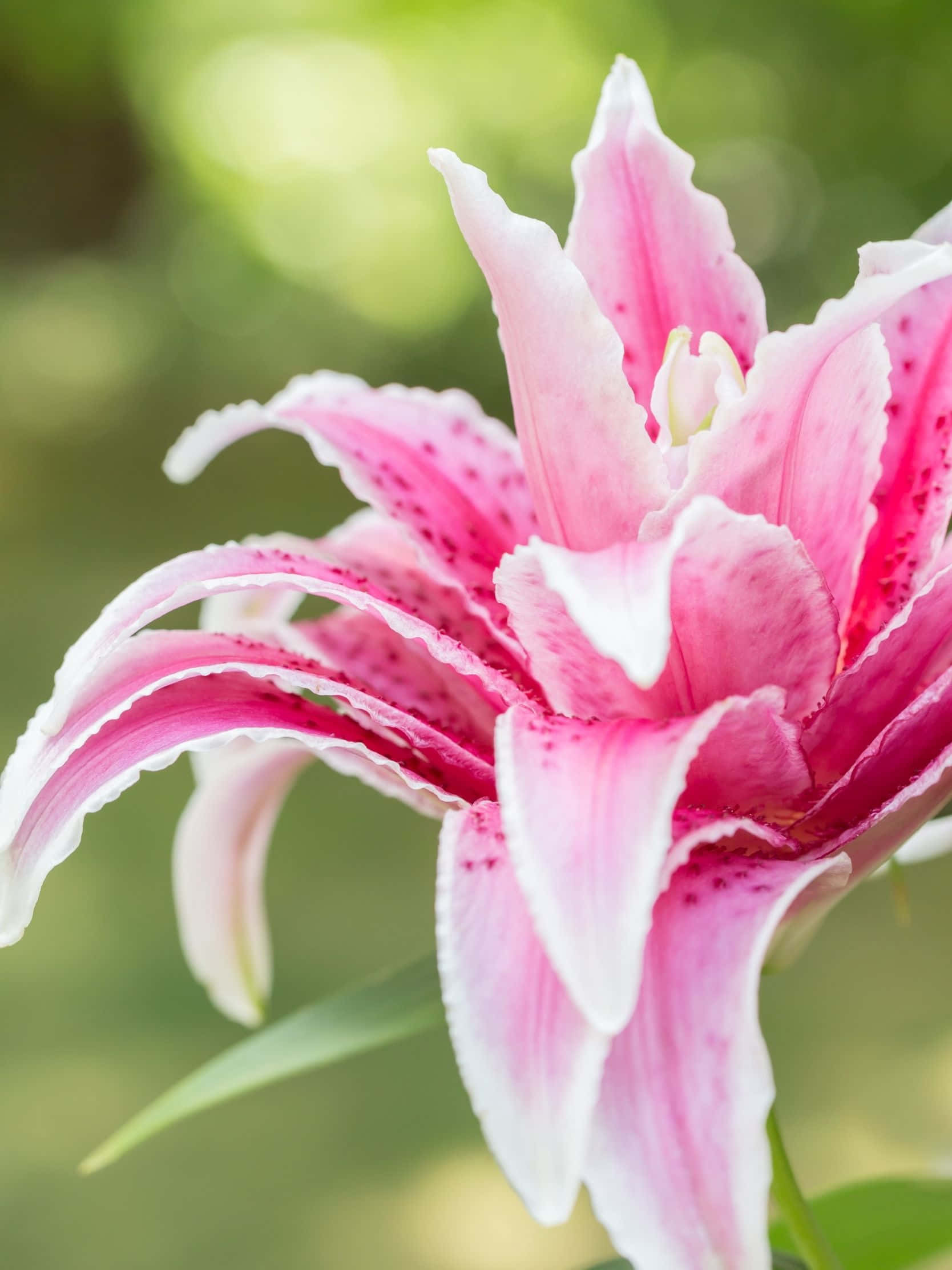 pink lily, speckled petals, soft green background, Full HD Phone Wallpaper