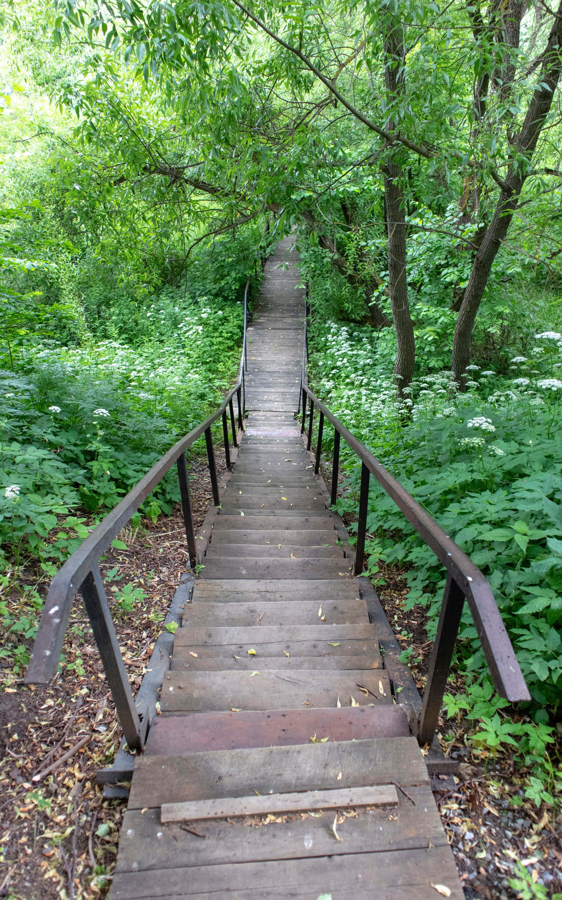 1848x2960, wooden staircase, lush green forest canopy, 2K Phone Wallpaper