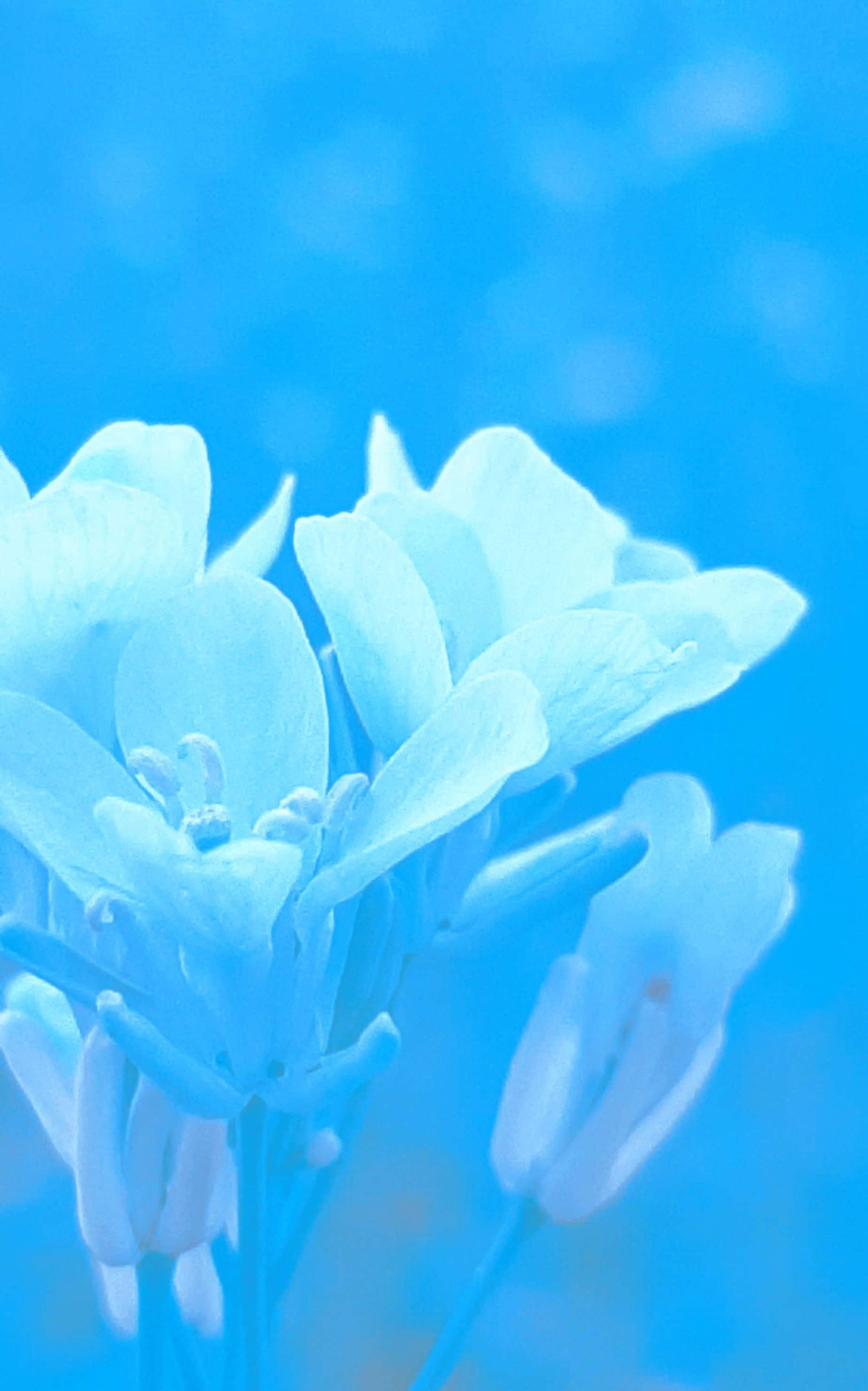 1848x2960, soft blue flowers, dreamy monochromatic blue background, 2K Phone Wallpaper