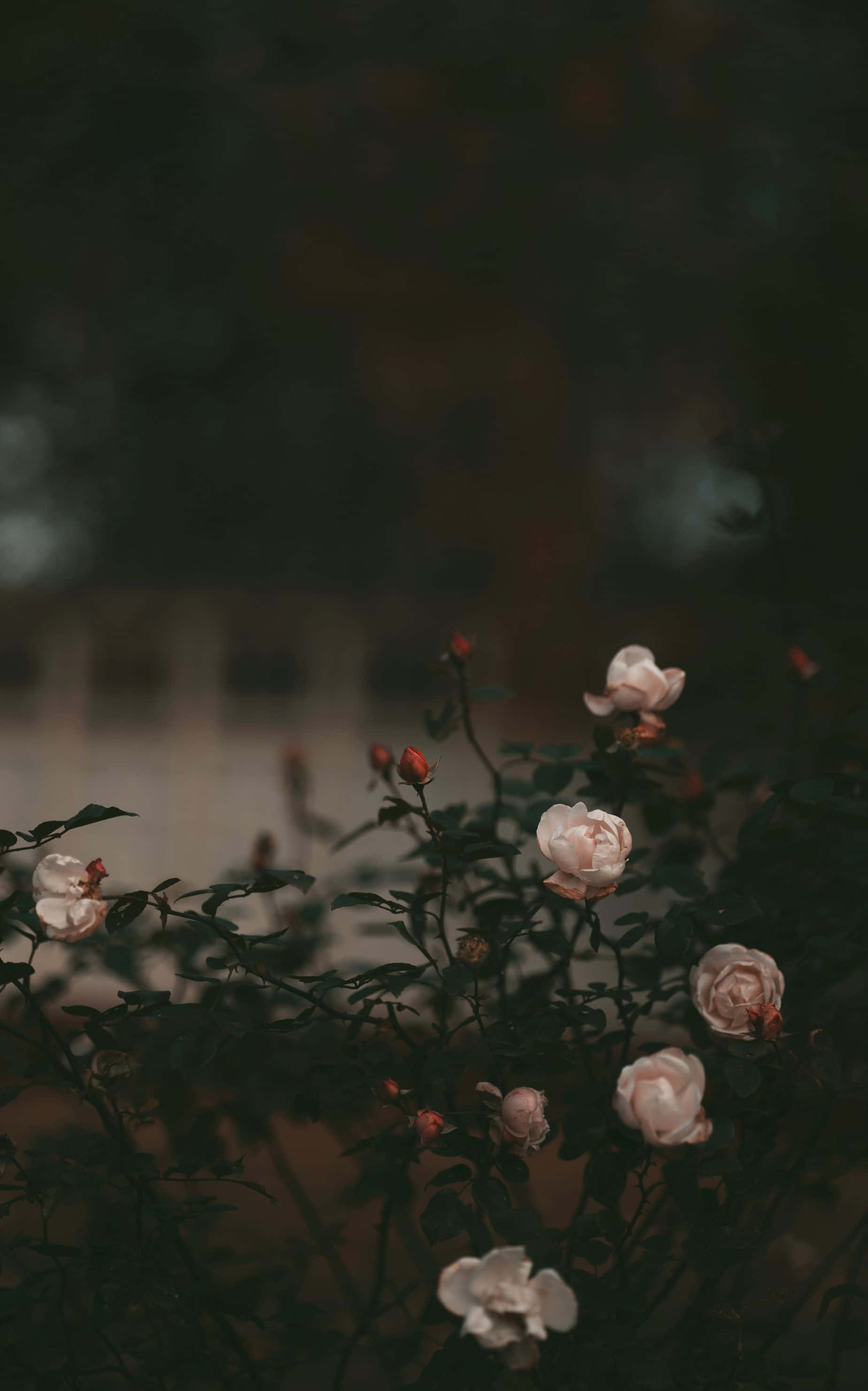 1848x2960, soft pink roses, dark blurred background, 2K Phone Wallpaper