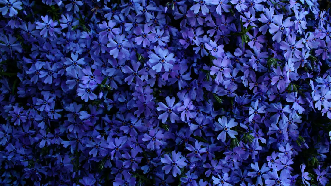1920 X 1080 Flower