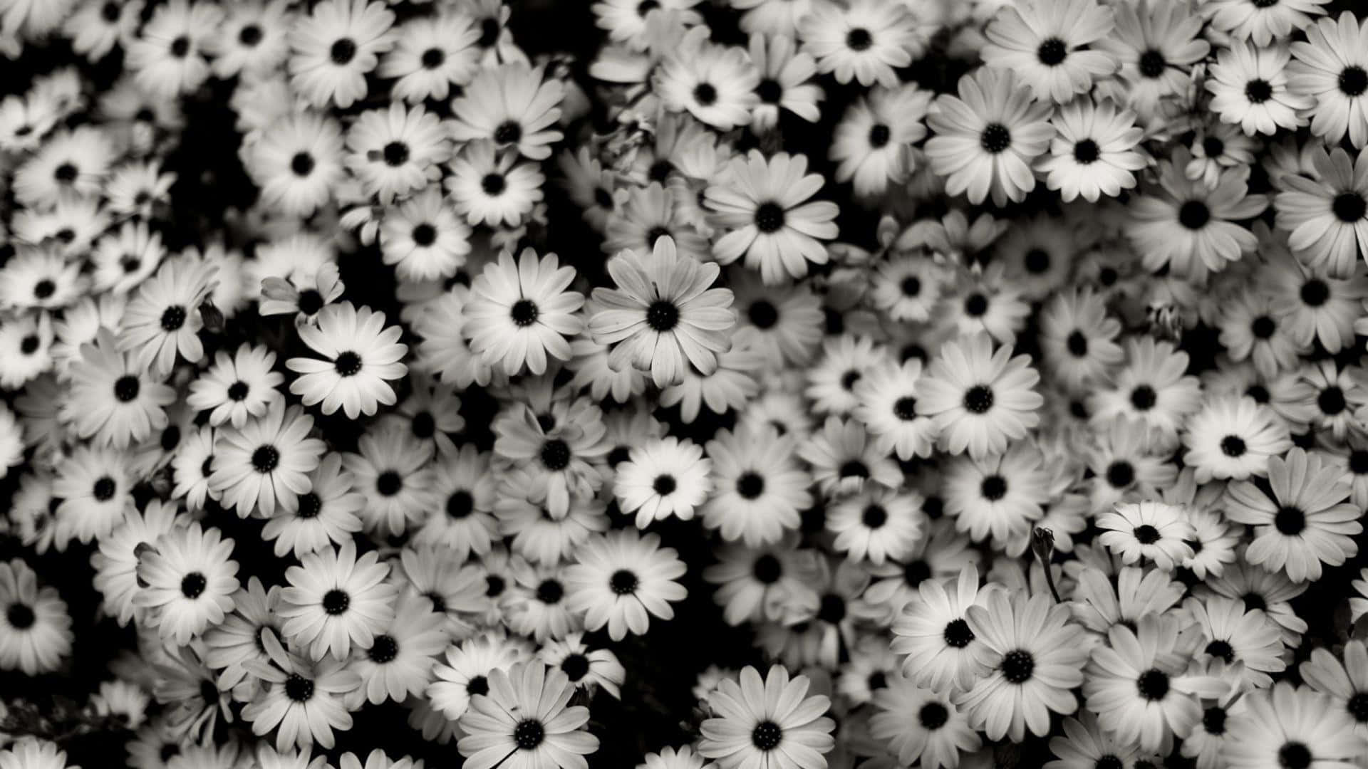 1920 X 1080, Black And White Flower, daisies, Full HD Desktop Wallpaper
