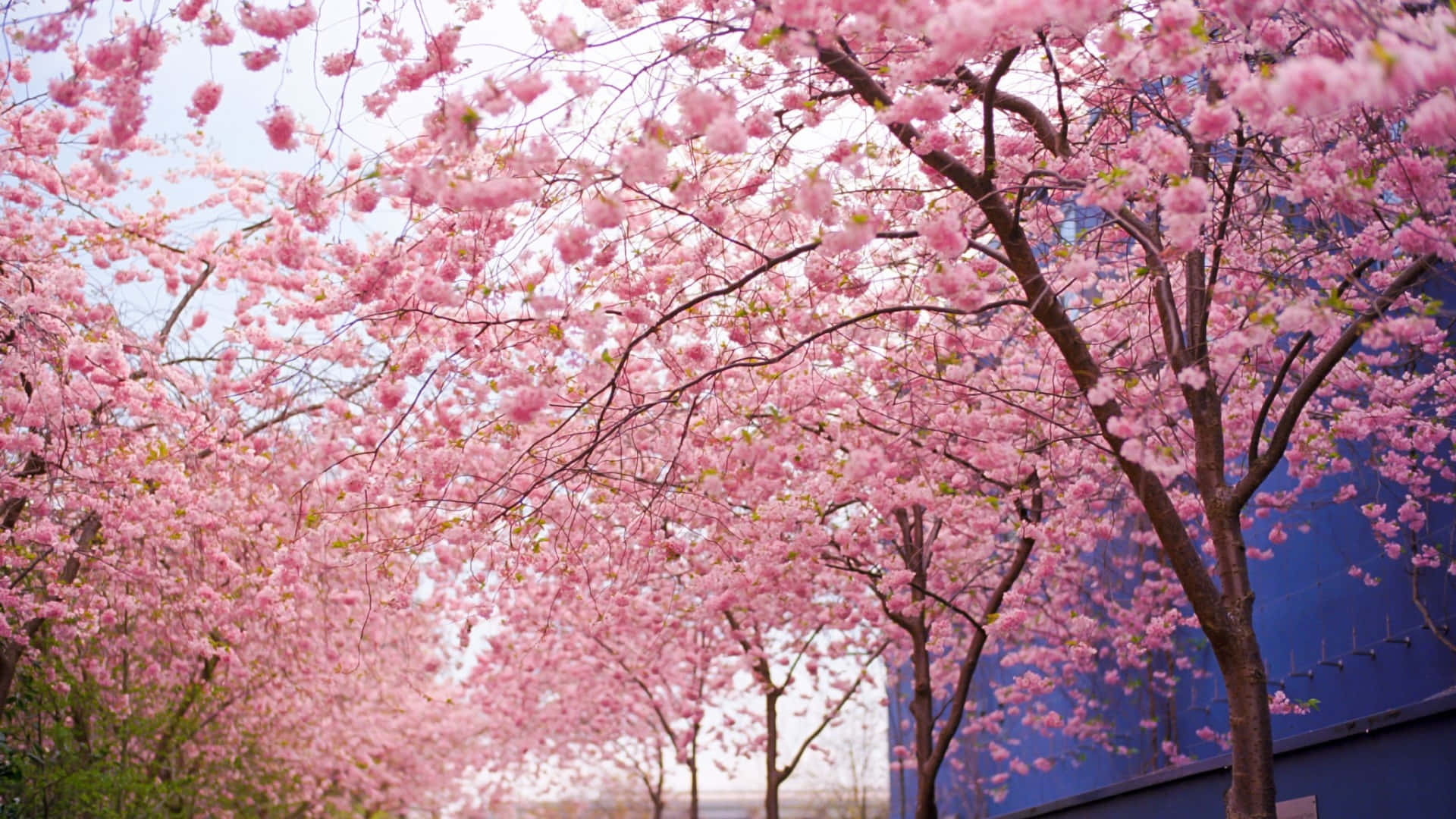 1920 X 1080 Cherry Blossom Flower Tree, vibrant pink cherry blossoms, soft blue building, Full HD Desktop Wallpaper