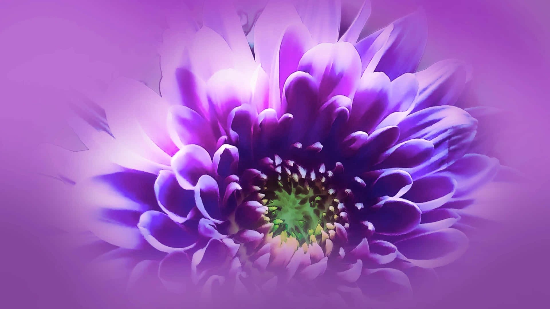 1920 x 1080 flower, vibrant purple flower, layered petals, Full HD Desktop Wallpaper