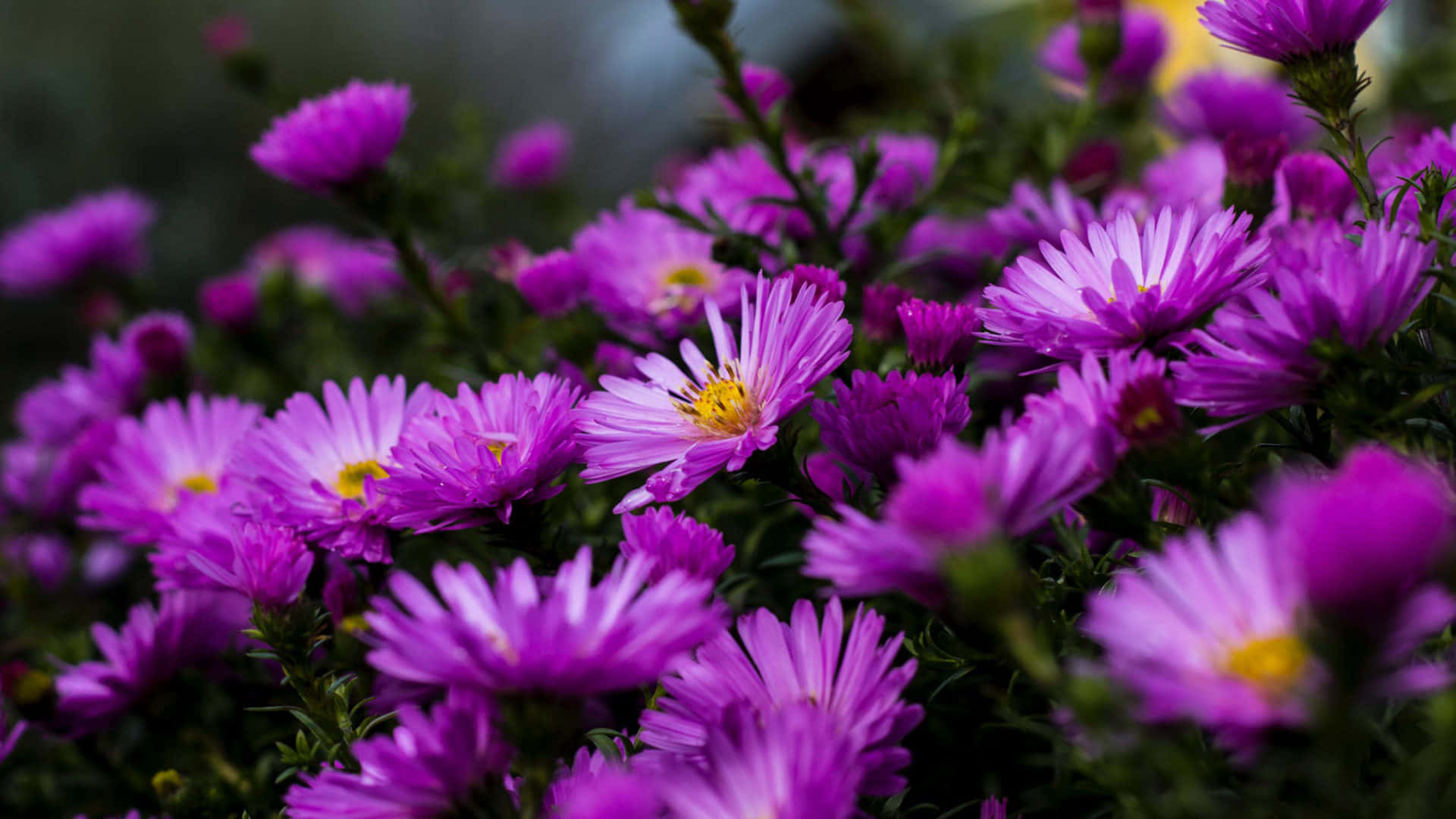 1920 x 1080 flower, purple aster, daisy flower, Full HD Desktop Wallpaper