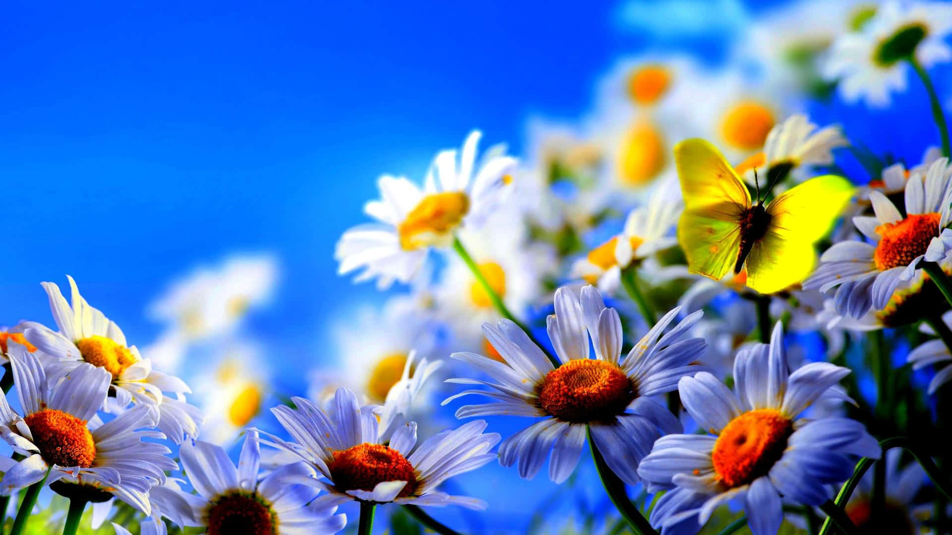 vibrant daisies, bright yellow butterfly, vivid blue sky, Full HD Desktop Wallpaper