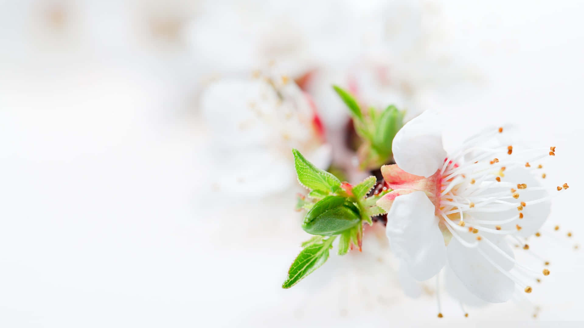 pink flower, white flower, pink center, Full HD Desktop Wallpaper