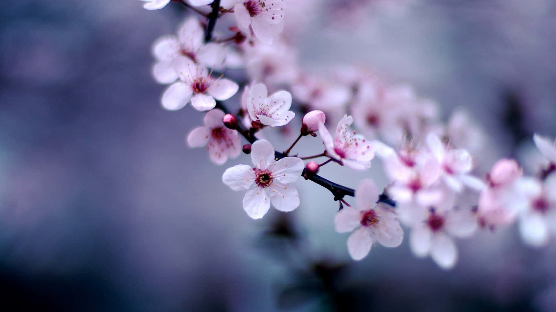 1920 x 1080 flower, pink sakura flower, dark branch, Full HD Desktop Wallpaper