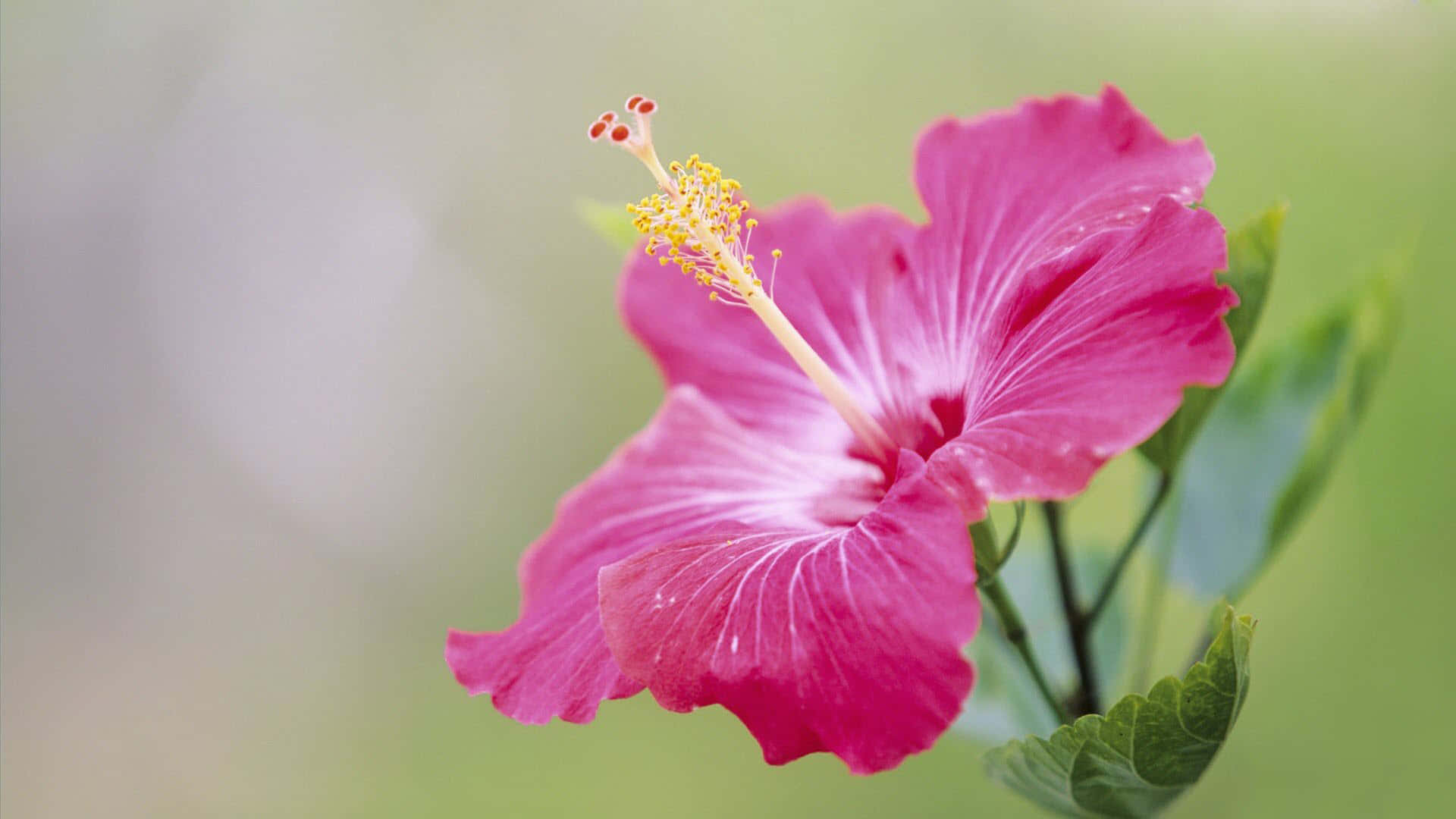 pink hibiscus flower, yellow stamen, soft green blurred background, Full HD Desktop Wallpaper