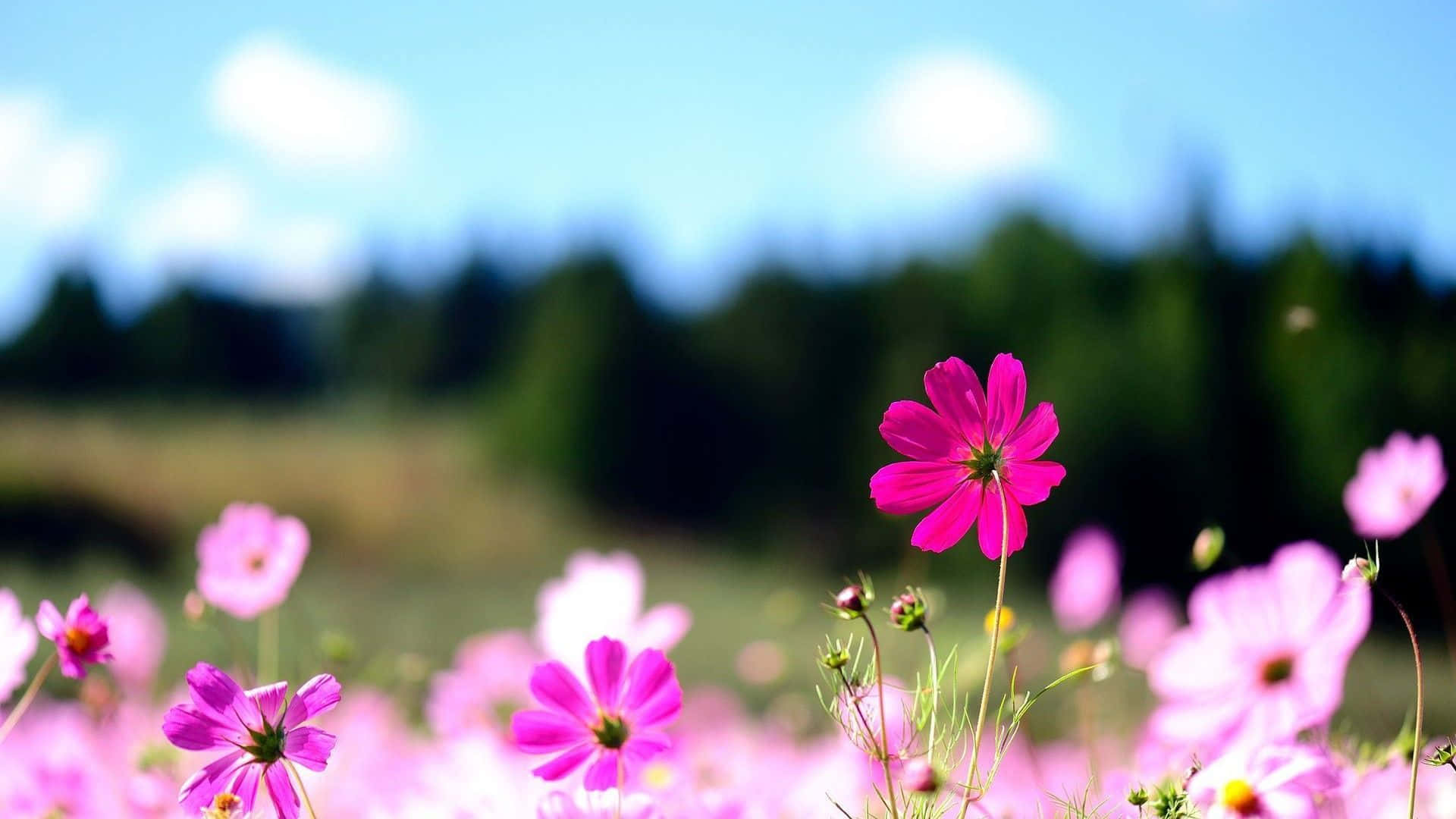 bright pink cosmos flowers, sunlit meadow, clear blue sky, Full HD Desktop Wallpaper