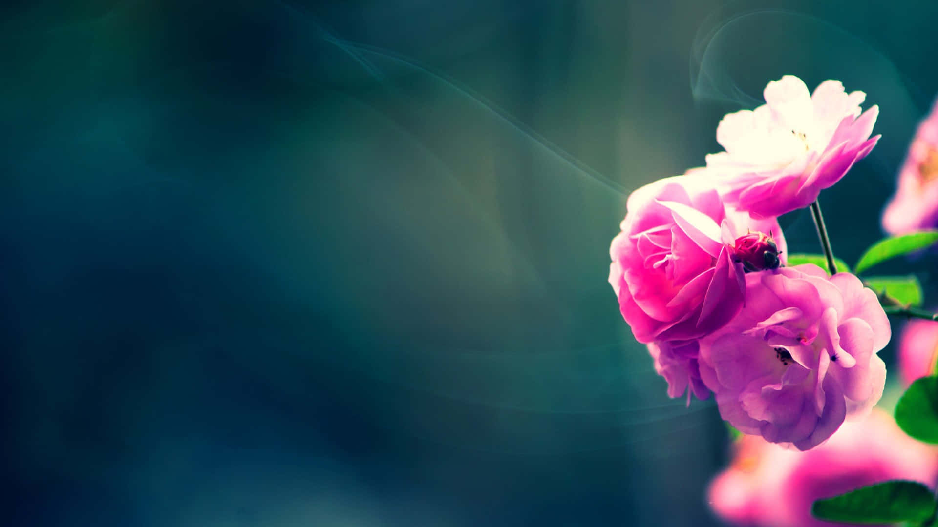 pink roses, blue background, teal backdrop, Full HD Desktop Wallpaper