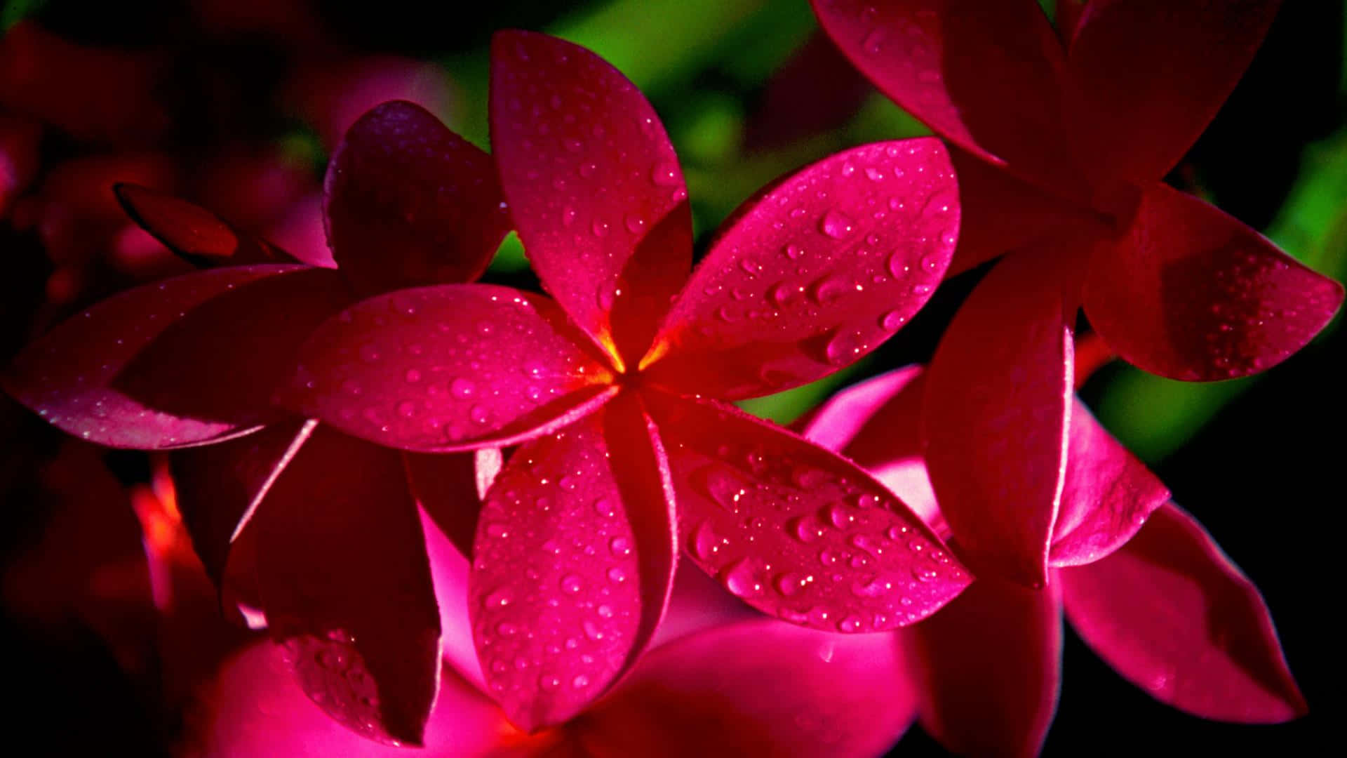 1920 x 1080 flower, magenta plumeria, dewdrops, Full HD Desktop Wallpaper