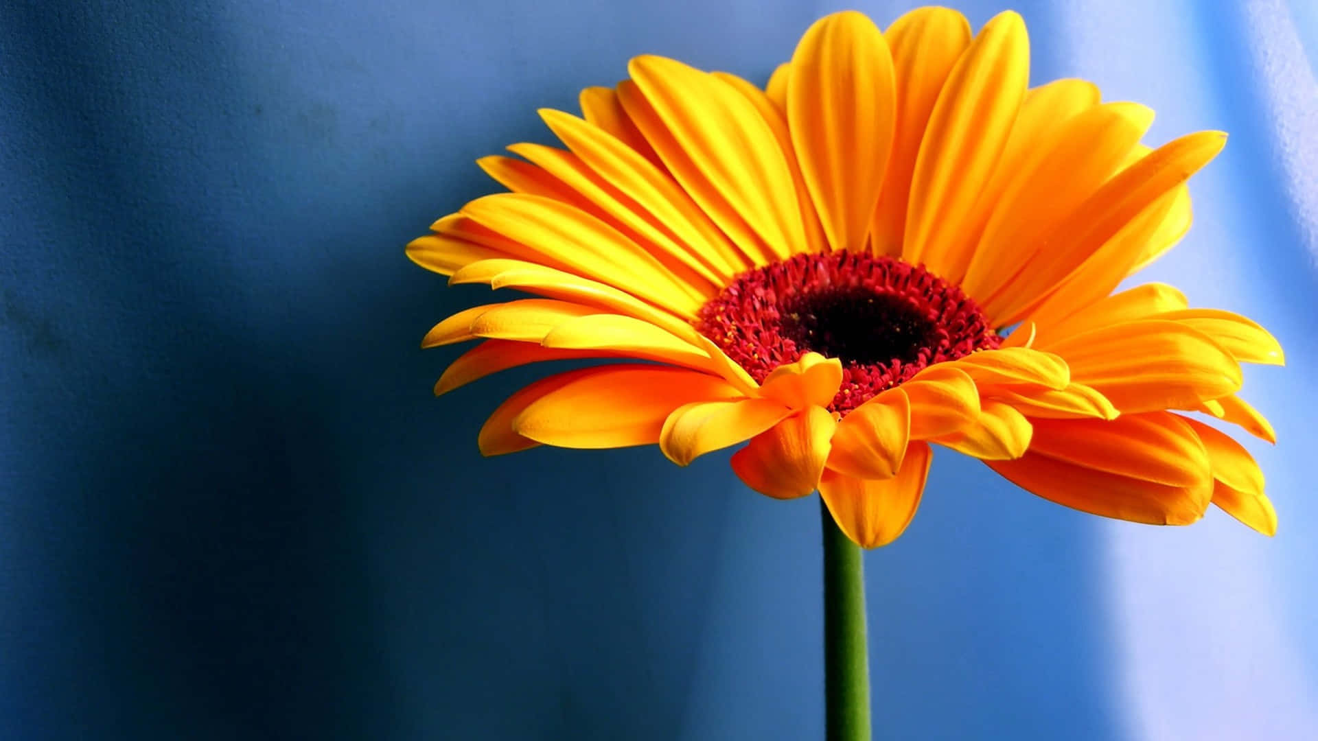 1920 X 1080 Flower, orange gerbera daisy, deep red center, Full HD Desktop Wallpaper