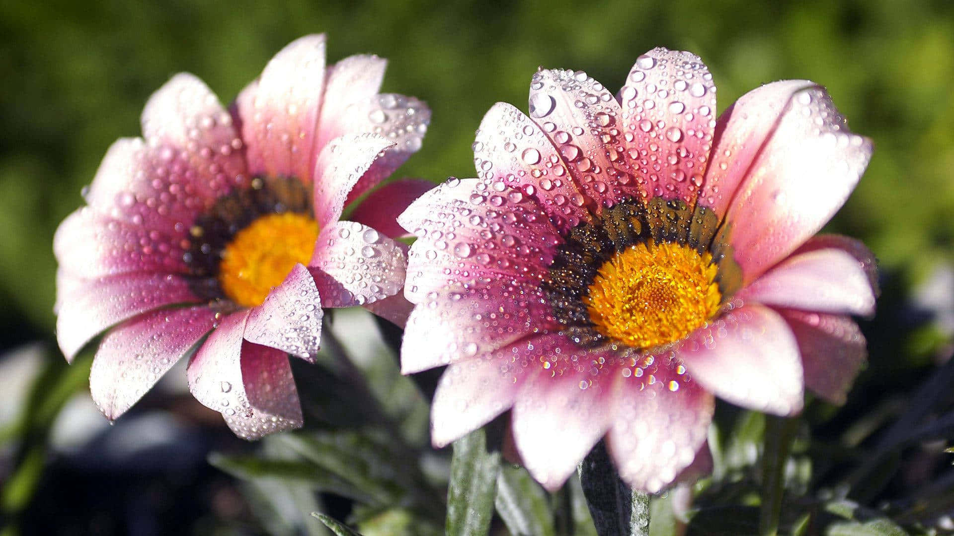 pink daisies, dew drops, soft sunlight, Full HD Desktop Wallpaper