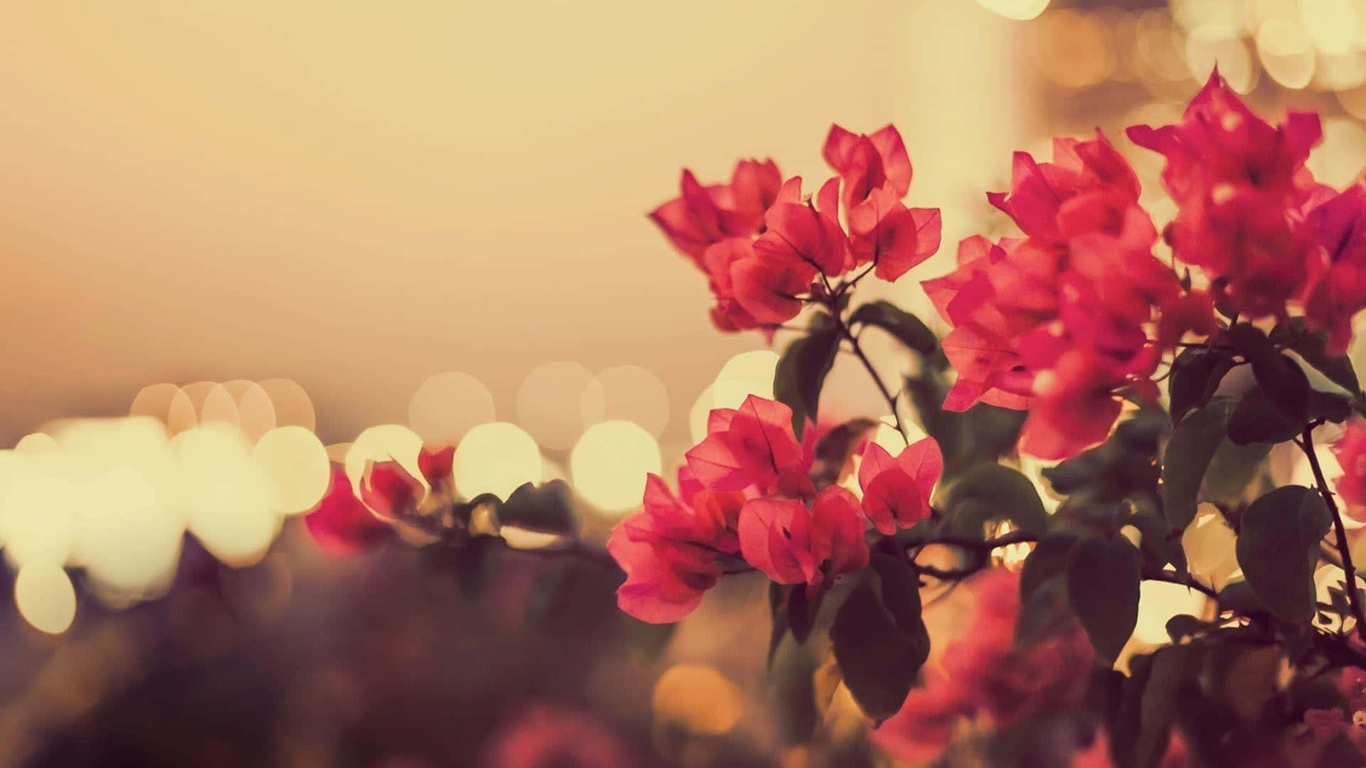 bougainvillea, pink, golden bokeh, Full HD Desktop Wallpaper