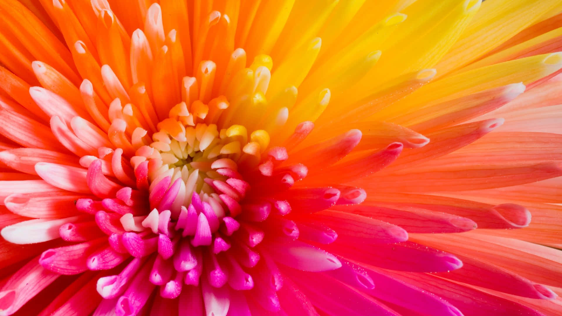 1920 x 1080 flower, daisy, fiery orange yellow, Full HD Desktop Wallpaper