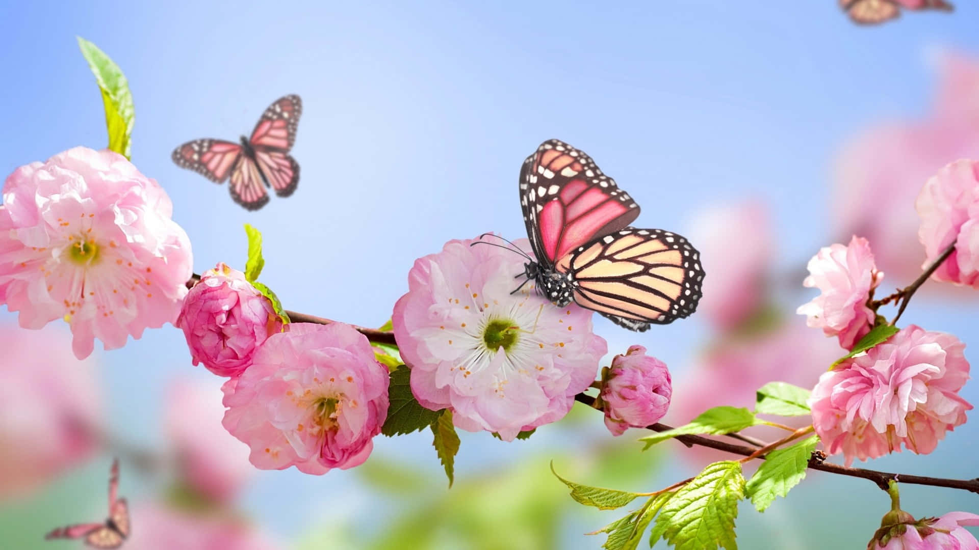 1920 X 1080 Flower, pink cherry blossoms, monarch butterflies, Full HD Desktop Wallpaper
