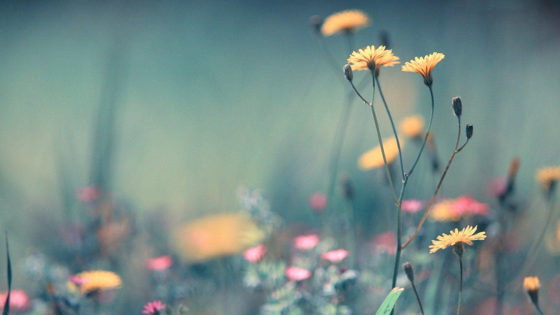 1920x1080, HD, flower, Full HD Desktop Wallpaper