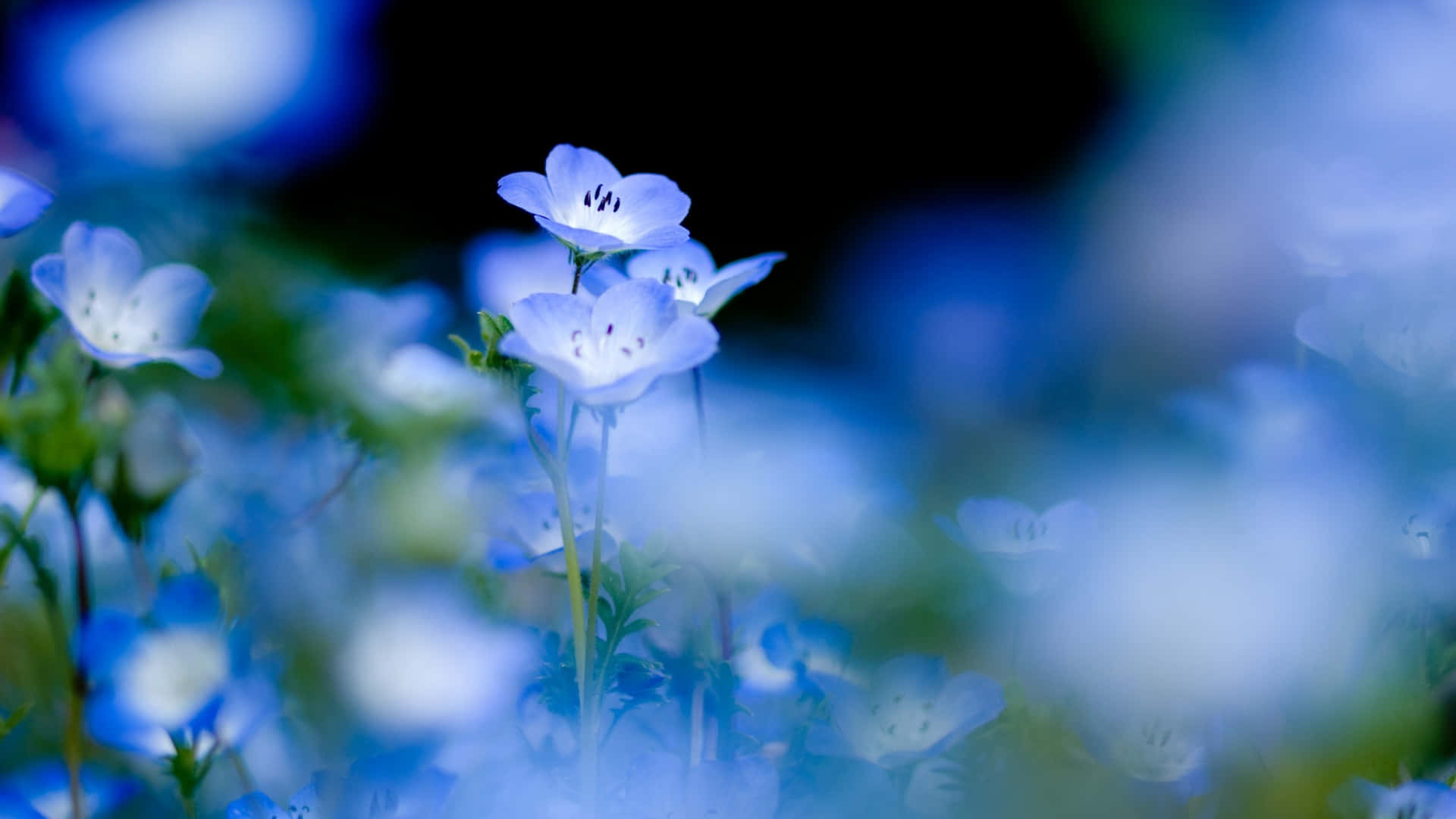 1920 x 1080 flower, multi-colored flower, blue flowers, Full HD Desktop Wallpaper