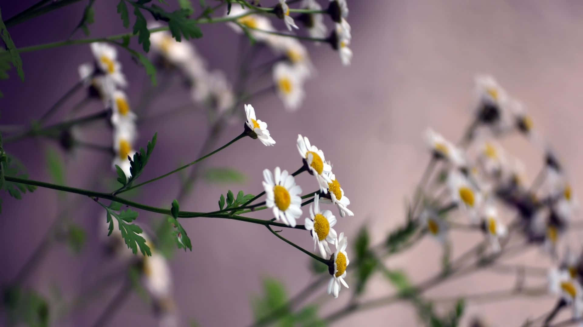 white daisies, yellow centers, slender stems, Full HD Desktop Wallpaper