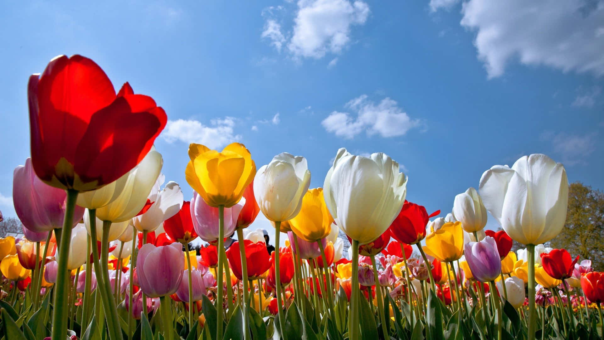 1920 x 1080 flower, tulips, red, Full HD Desktop Wallpaper