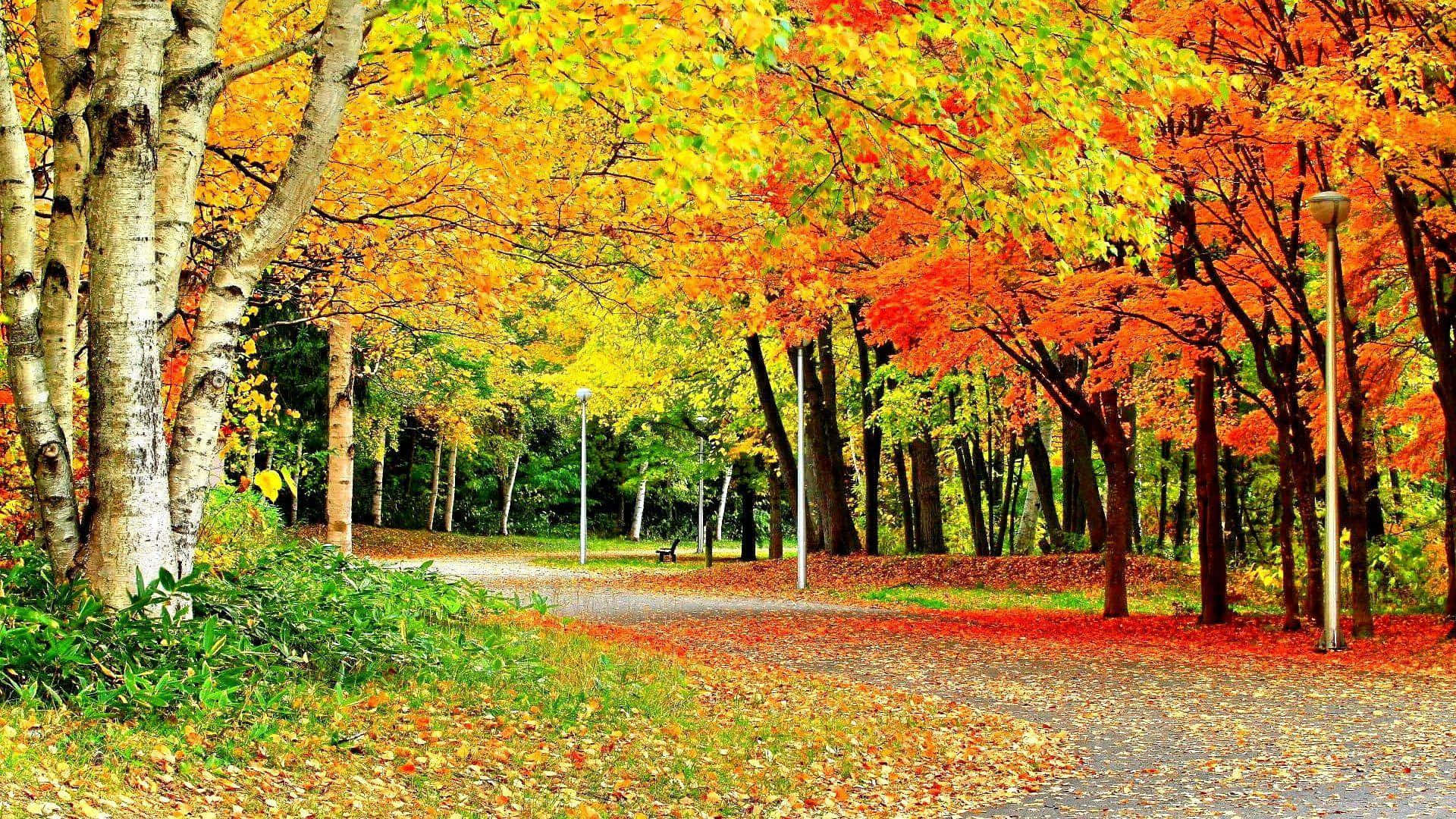 1920 x 1080 HD, autumn park, birch trees, Full HD Desktop Wallpaper