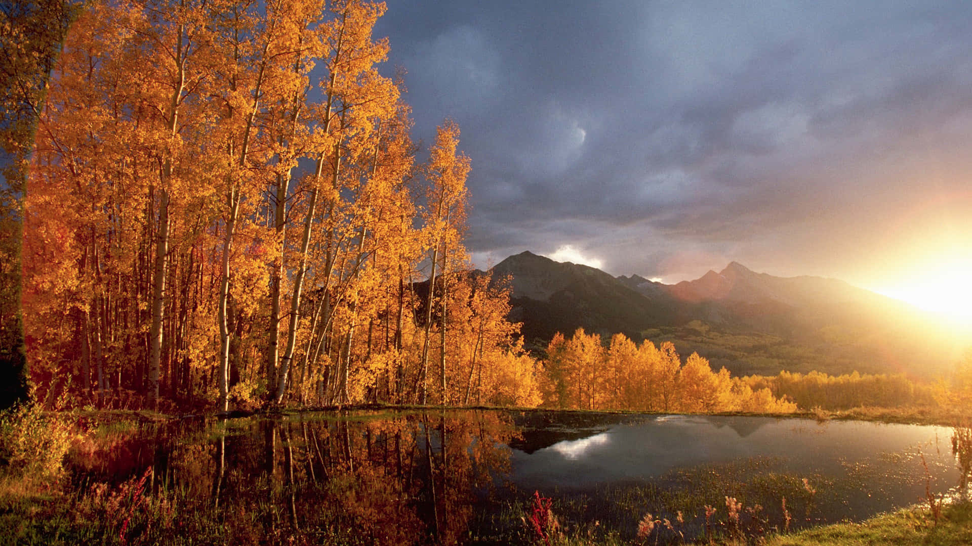 Golden aspen trees, calm lake, dramatic sunset, Full HD Desktop Wallpaper