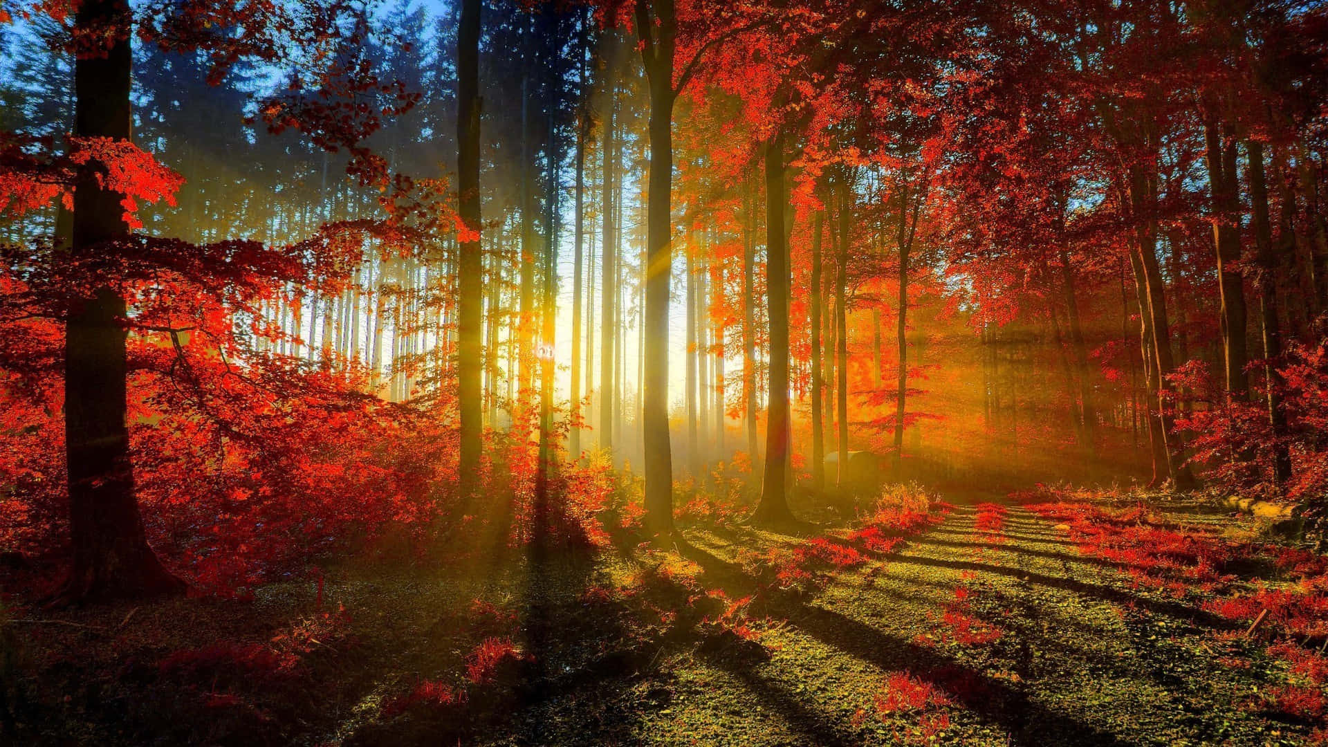 autumn forest, sunlight shining through the trees, towering trees, Full HD Desktop Wallpaper