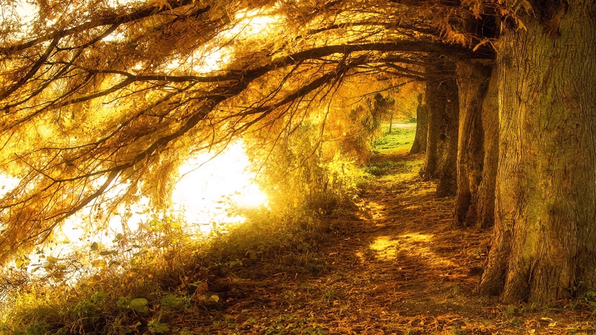1920 X 1080HD, autumn trees, canopy, Full HD Desktop Wallpaper