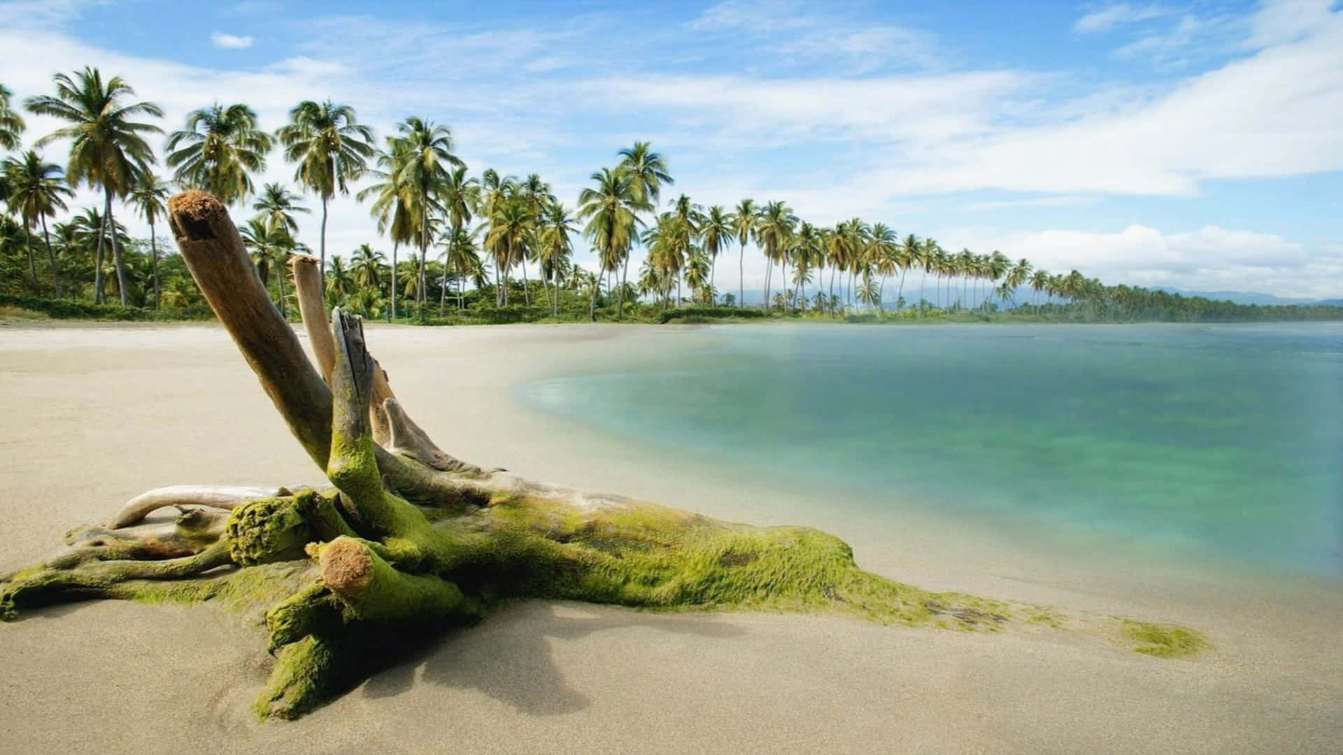 mossy driftwood log, pristine sandy beach, turquoise waters, Full HD Desktop Wallpaper