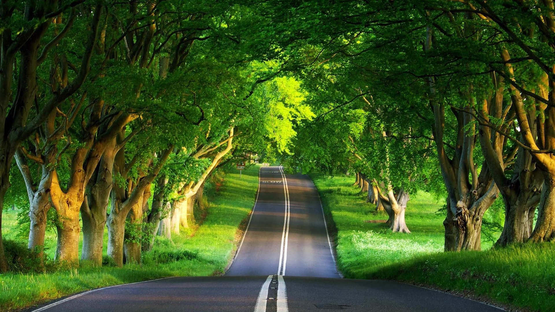 1920 x 1080 nature desktop, winding asphalt road, lush green tunnel of tall trees, Full HD Desktop Wallpaper