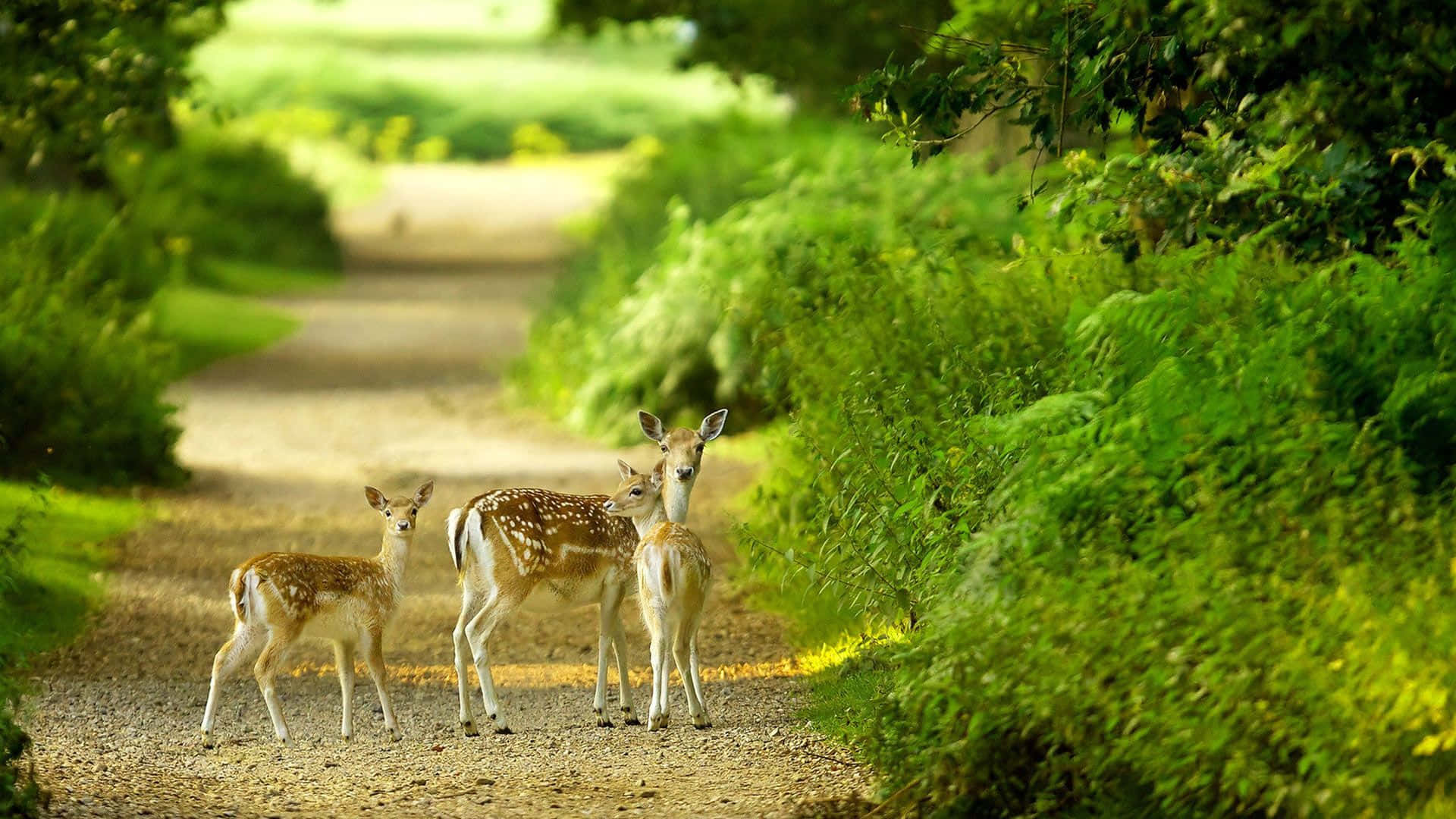 1920 x 1080 nature desktop, deer, fawn, Full HD Desktop Wallpaper