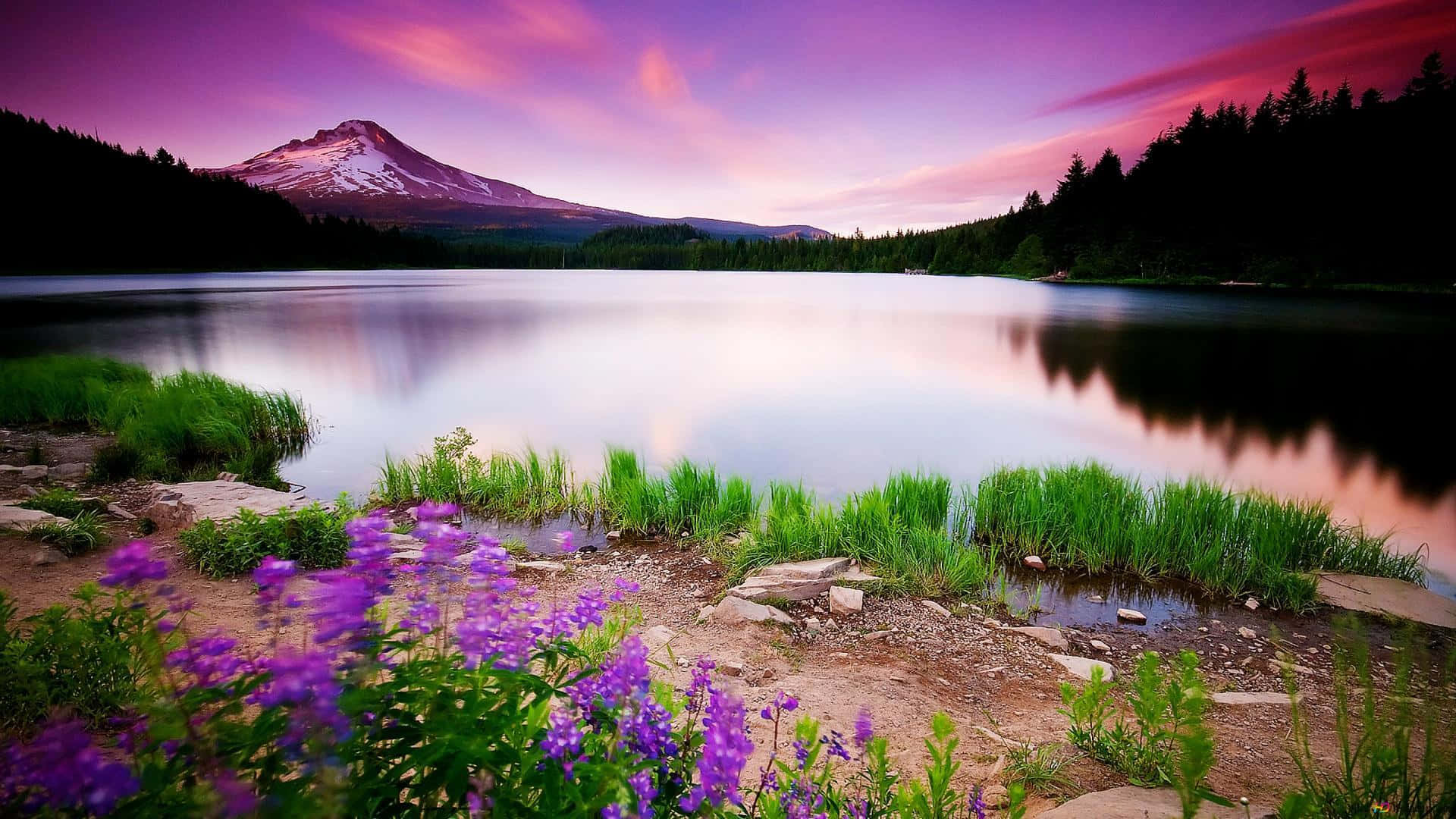 lake, purple flowers, snowcapped mountain, Full HD Desktop Wallpaper