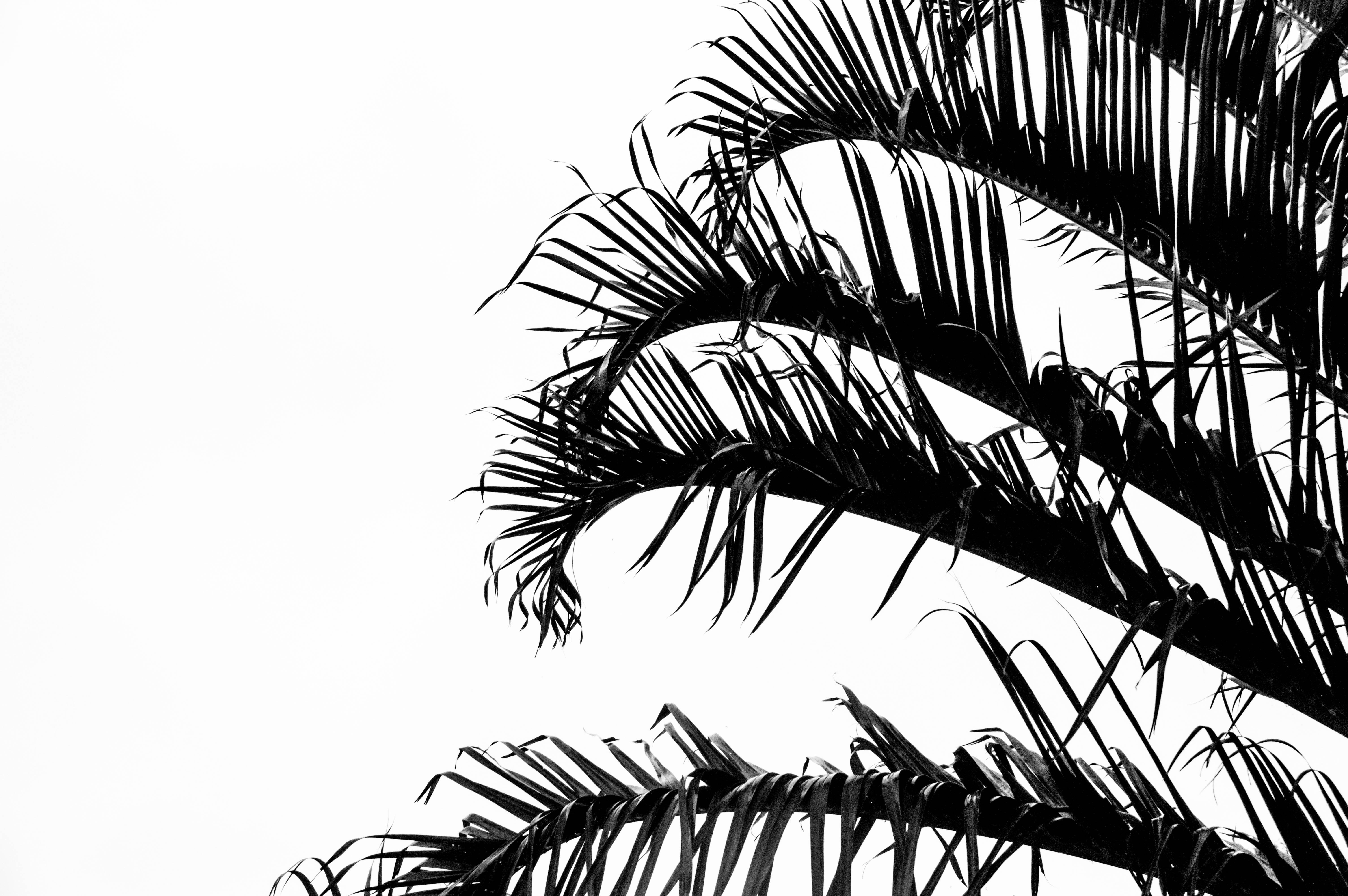 monochromatic leaves, palm fronds, stark white background, 5K Desktop Wallpaper
