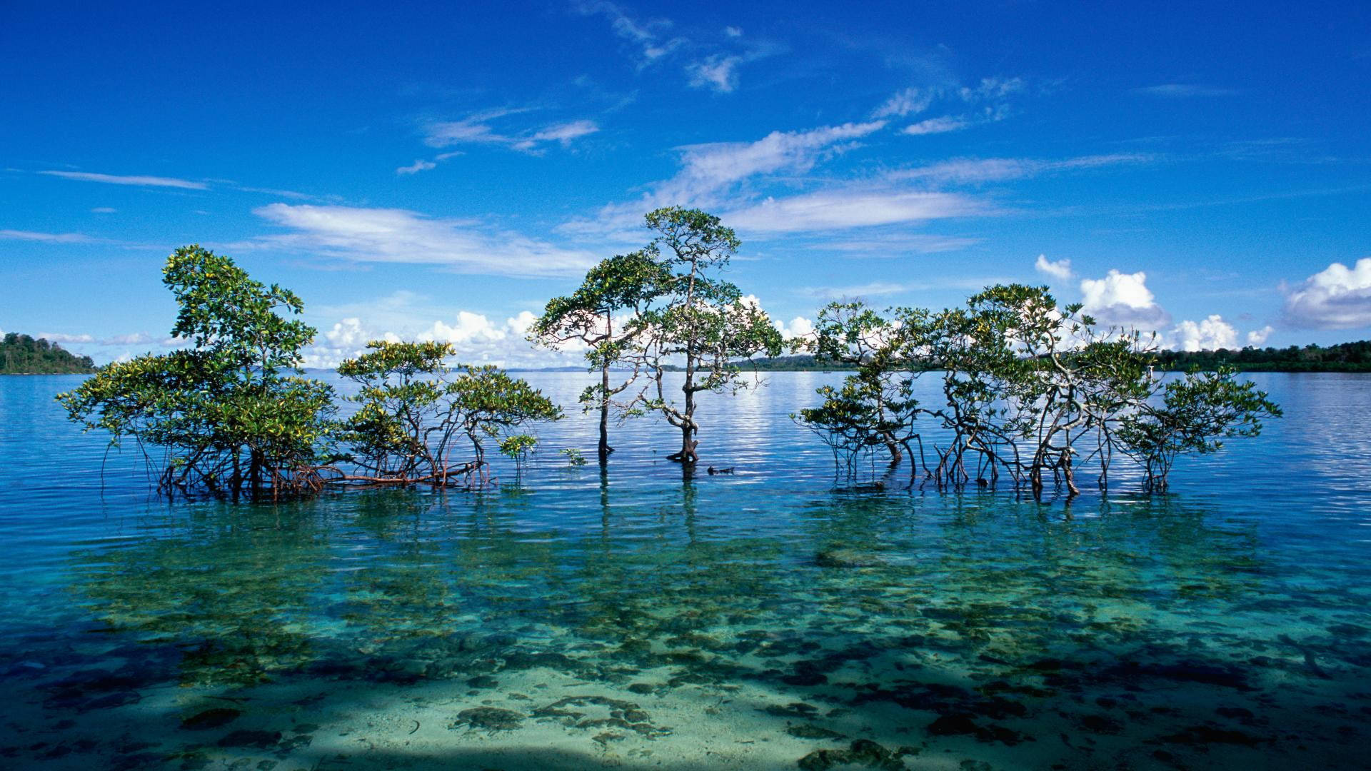 1920x1080 4K, mangrove trees, crystal clear turquoise water, Full HD Desktop Wallpaper