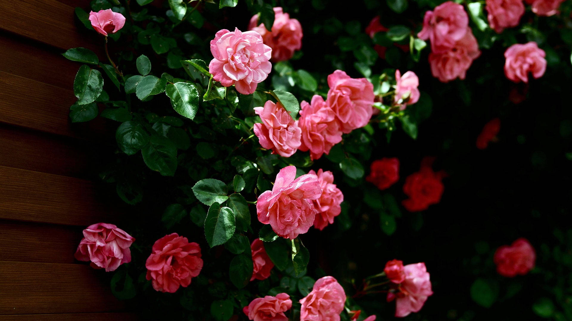 1920x1080 4K, pink roses, dark wooden fence, Full HD Desktop Wallpaper