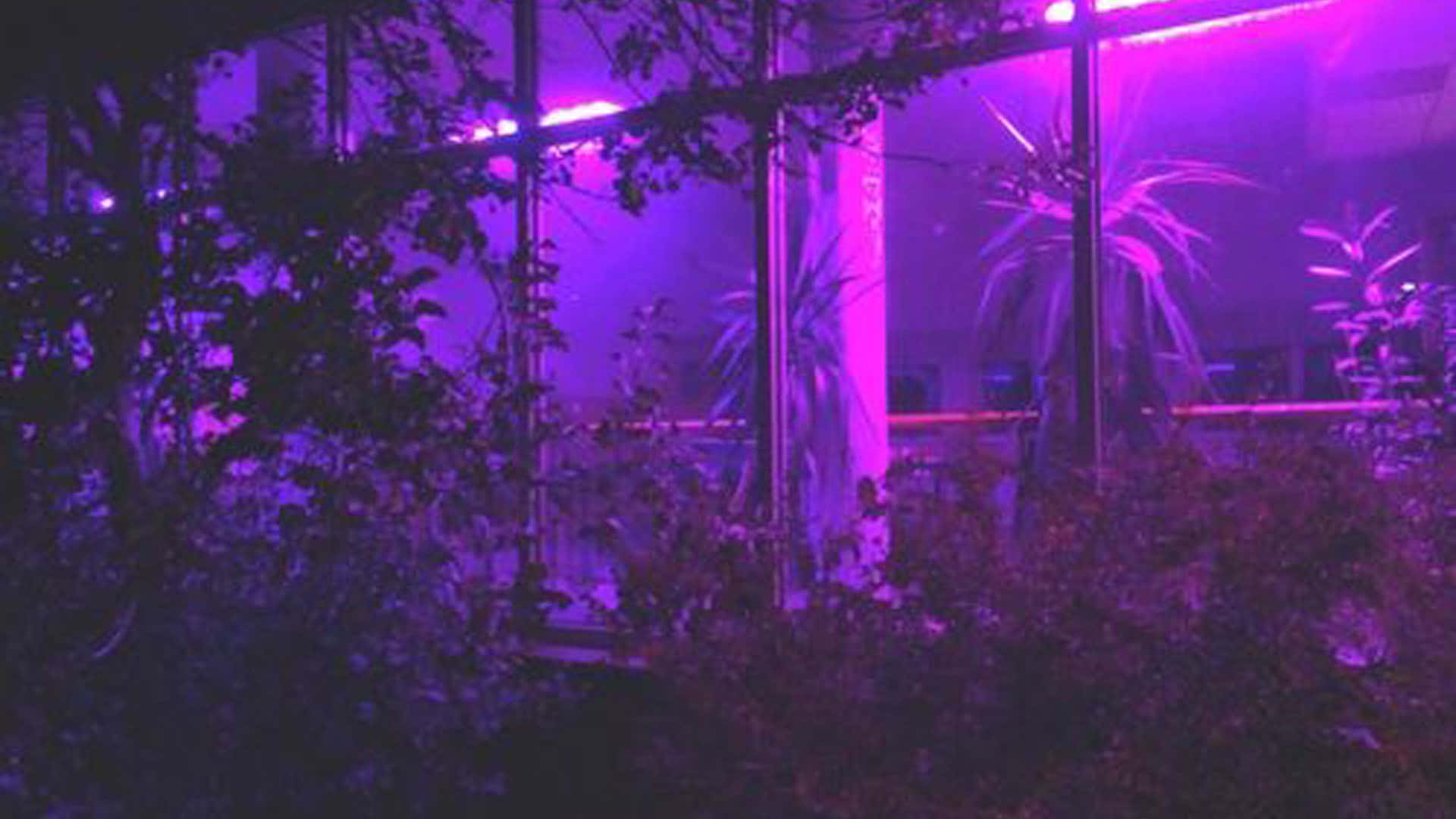 Purple neon lights, glass panels, silhouetted foliage, Full HD Desktop Wallpaper