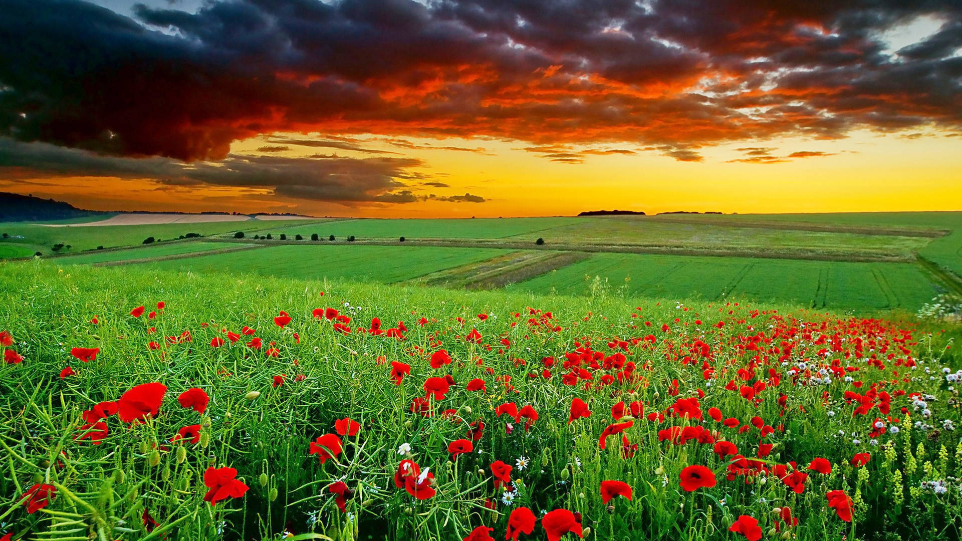 1920x1080 Full HD Nature, red poppies, lush green field, Full HD Desktop Wallpaper