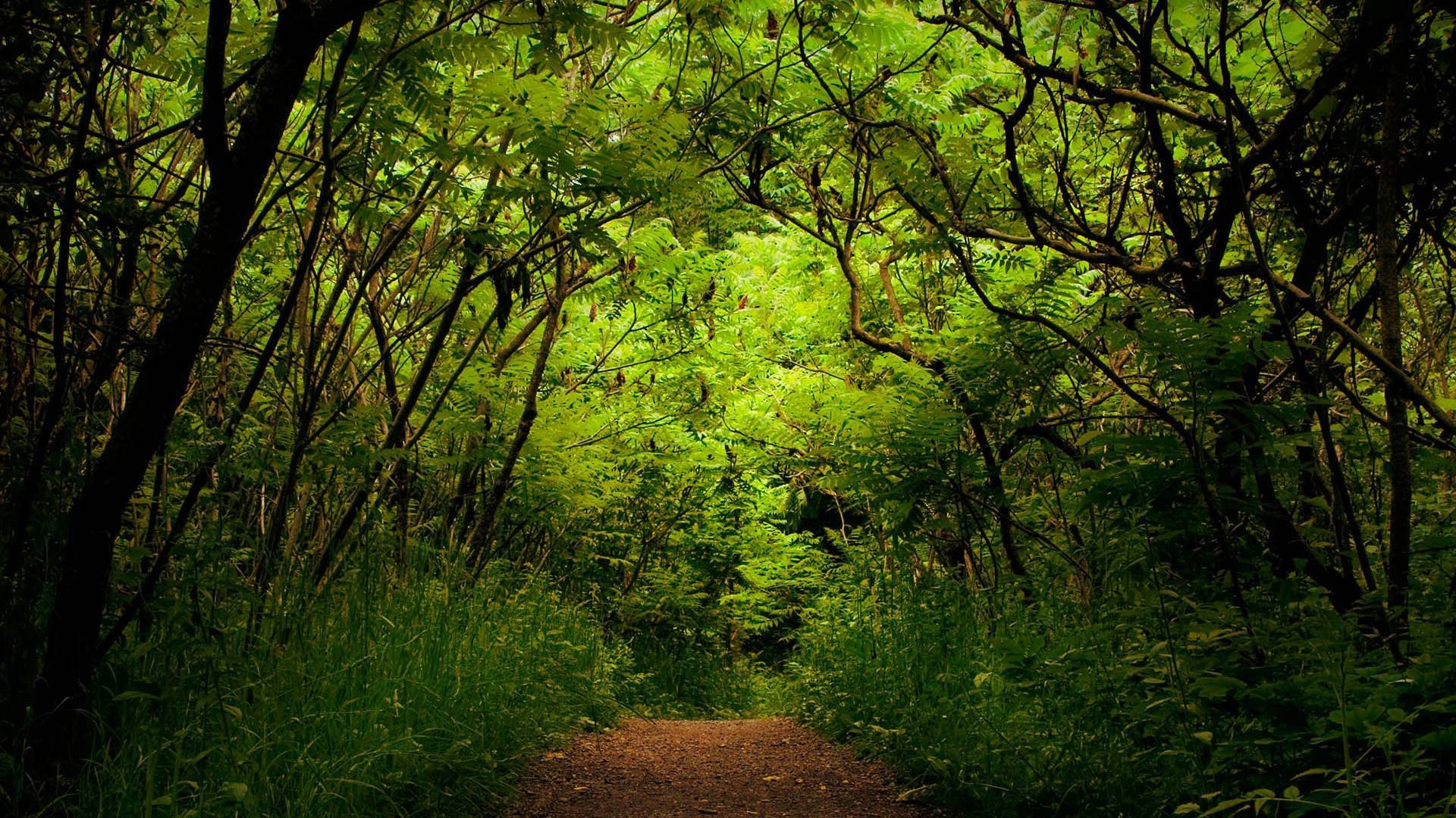 1920x1080 Full HD Nature, vibrant green leaves, tangled branches, Full HD Desktop Wallpaper