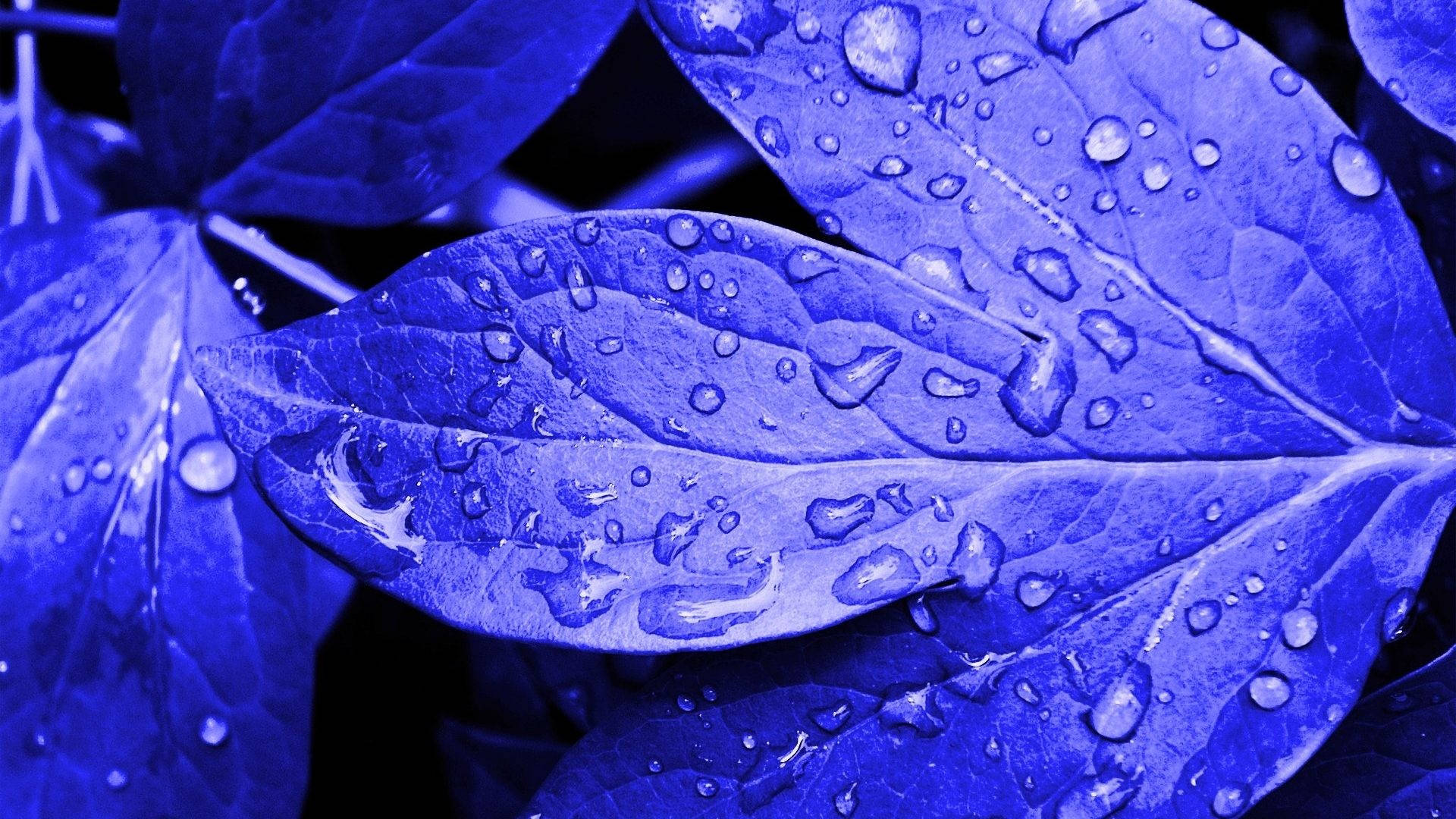 1920x1080 Full HD Nature, wet leaves, vibrant blue leaves, Full HD Desktop Wallpaper