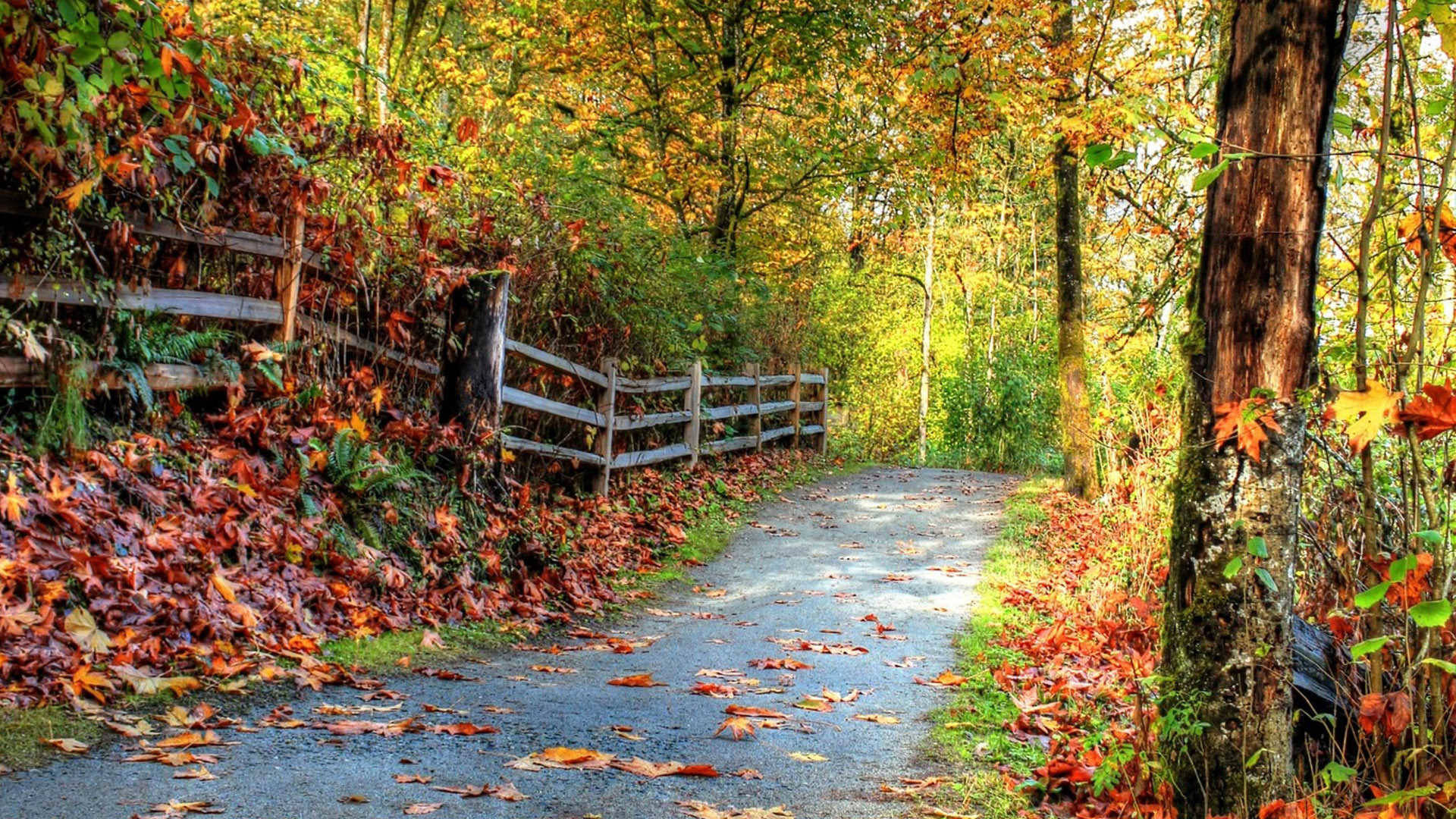 1920x1080 Full HD Nature, winding forest path, fallen red and orange leaves, Full HD Desktop Wallpaper