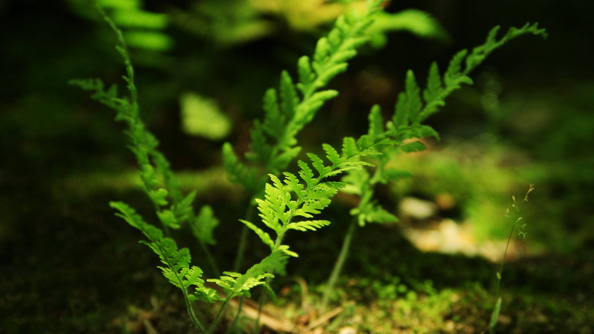 1920x1080 Full HD Nature, ferns, dappled forest light, Full HD Desktop Wallpaper
