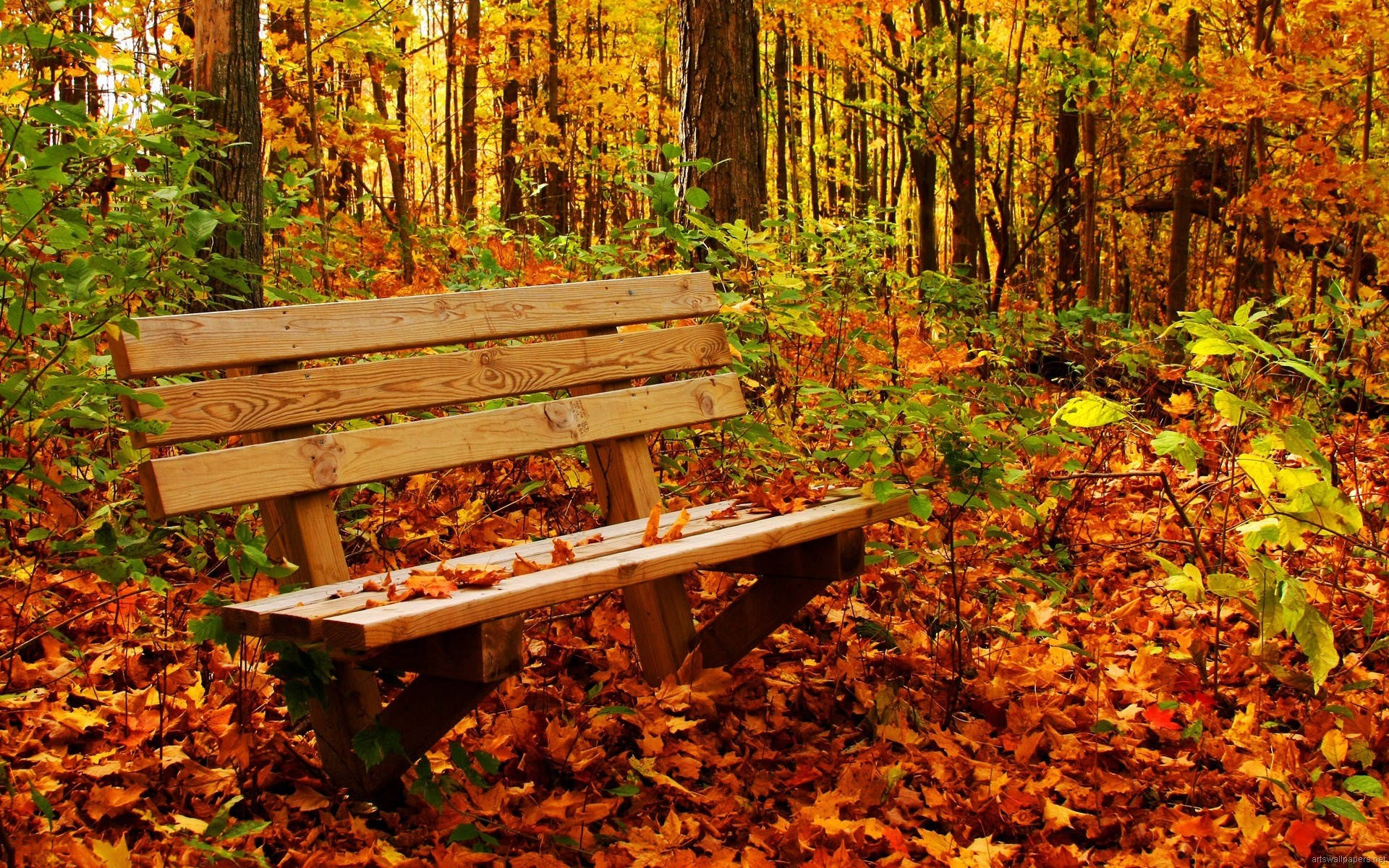 1920x1080 Full HD Nature, wooden bench, forest, Full HD Desktop Wallpaper