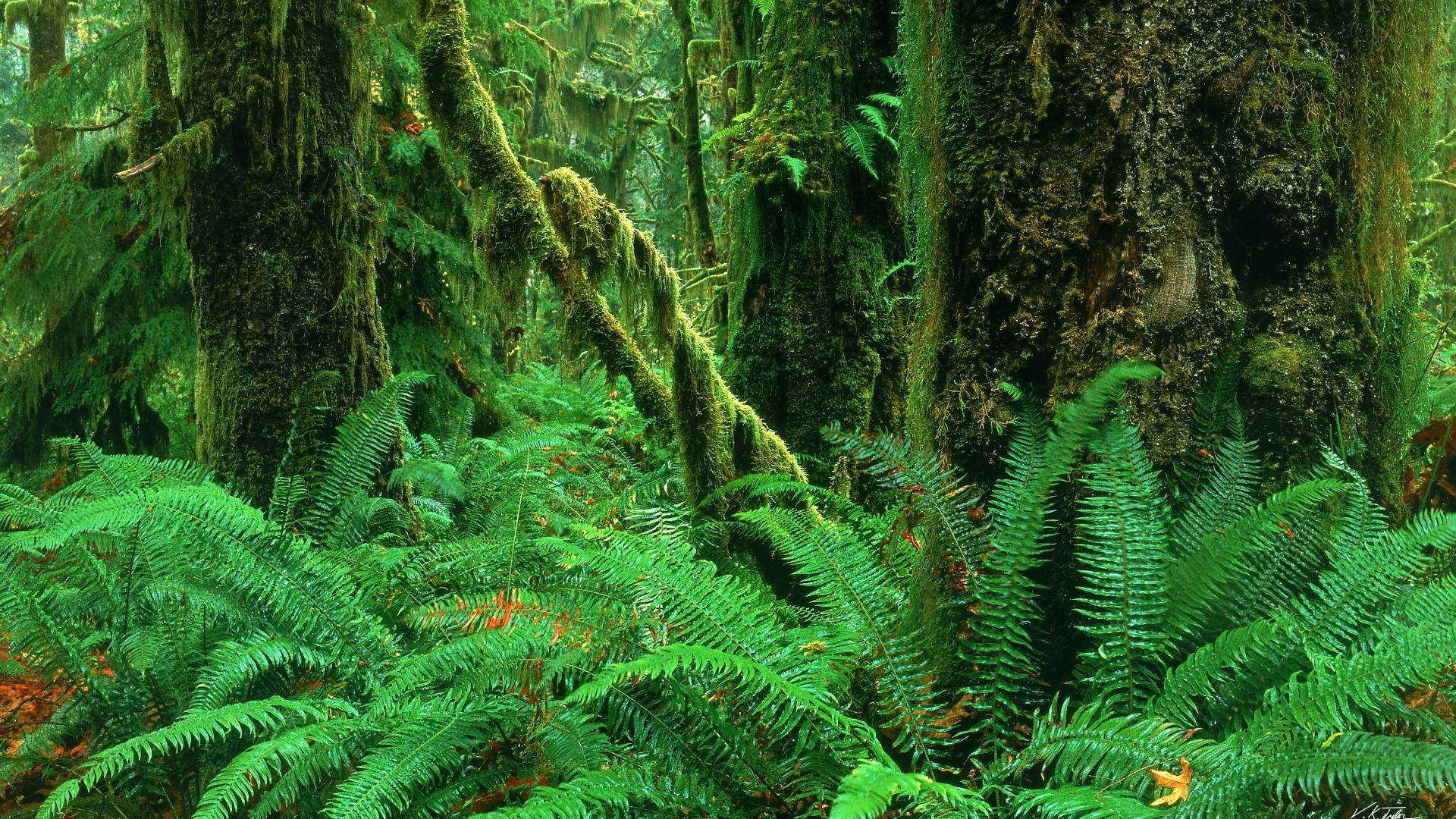 1920x1080 Full HD Nature, ferns, moss-covered forest, Full HD Desktop Wallpaper