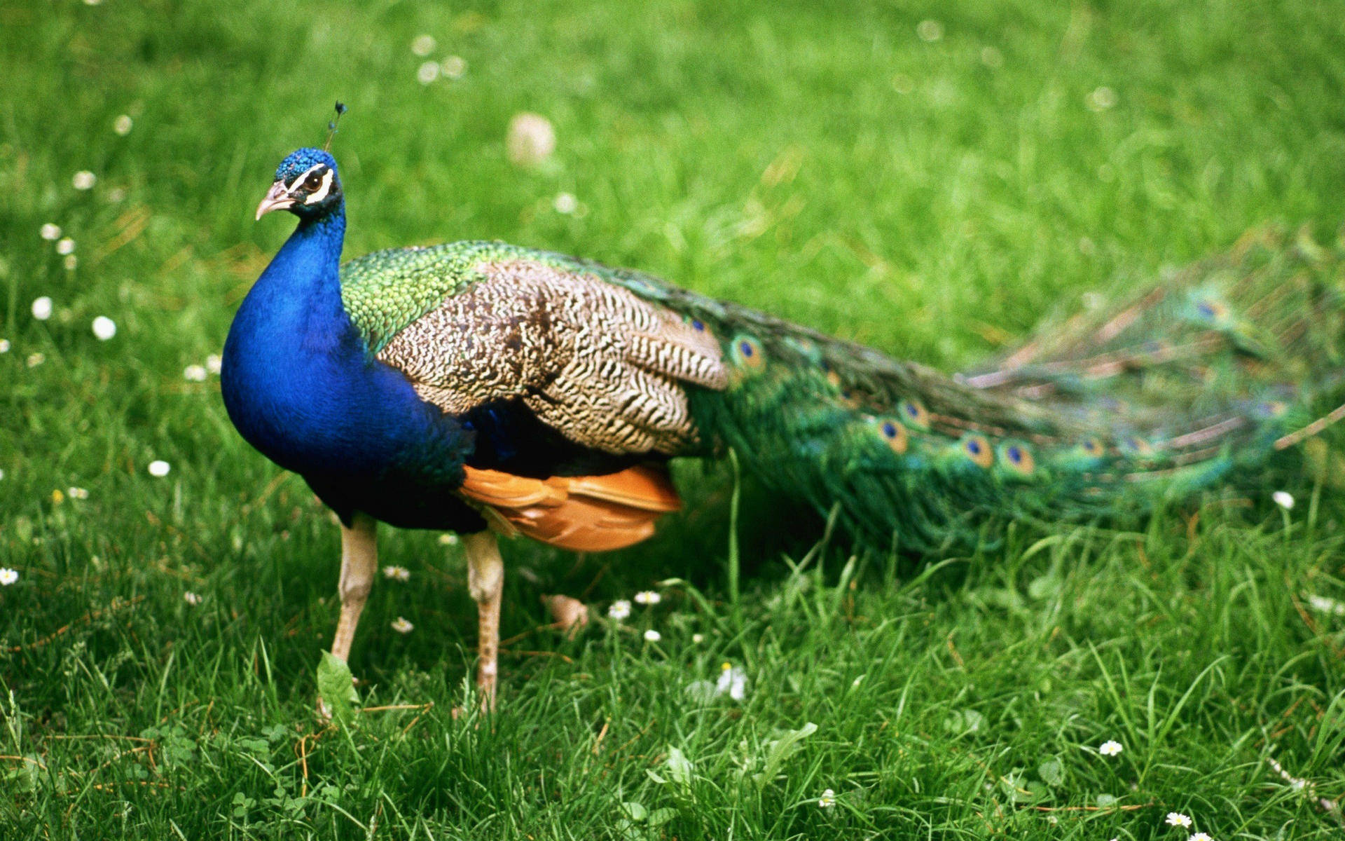 1920x1080 Full HD Nature, peafowl, blue peacock, Full HD Desktop Wallpaper