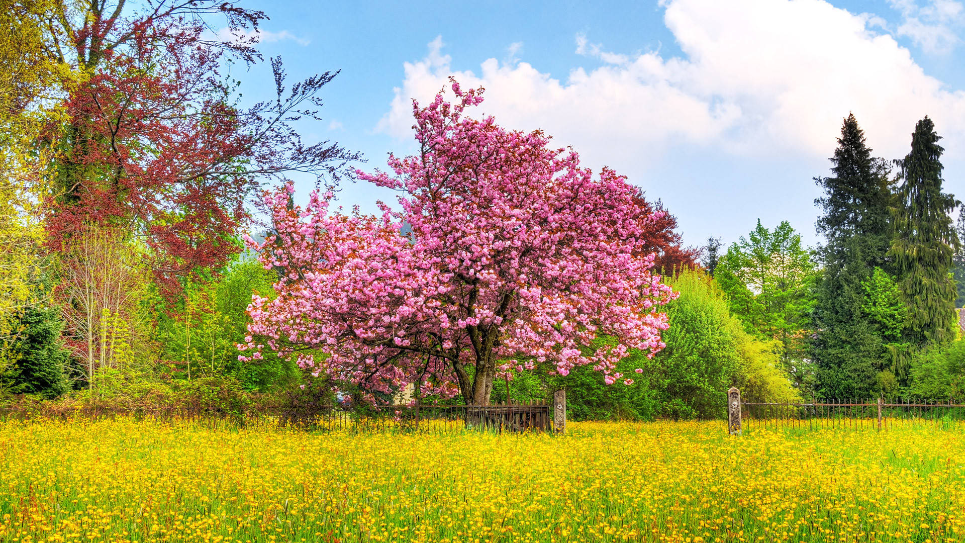 1920x1080 Full HD Nature, pink cherry blossom tree, golden field of dandelions, Full HD Desktop Wallpaper