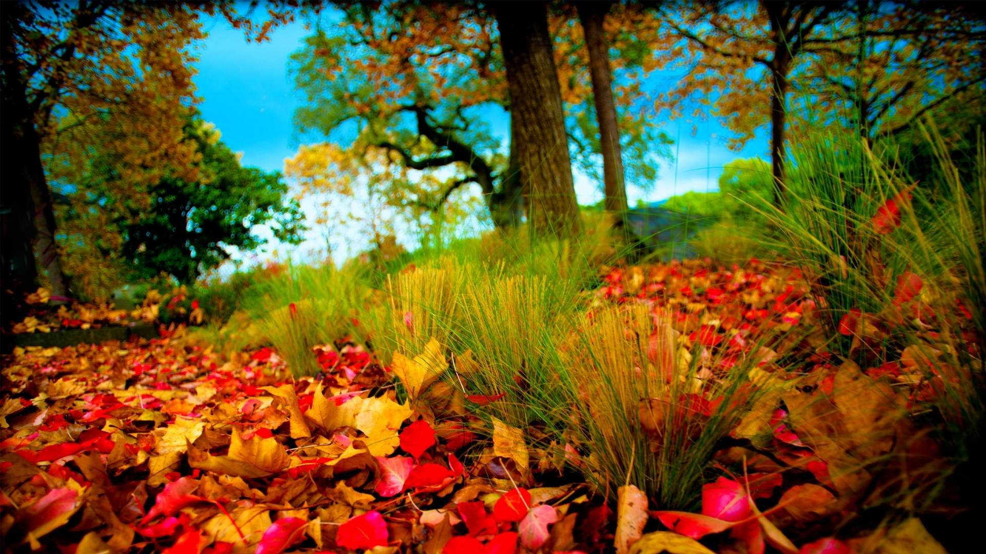 1920x1080 Full HD Nature, autumn leaves, grassy forest floor, Full HD Desktop Wallpaper