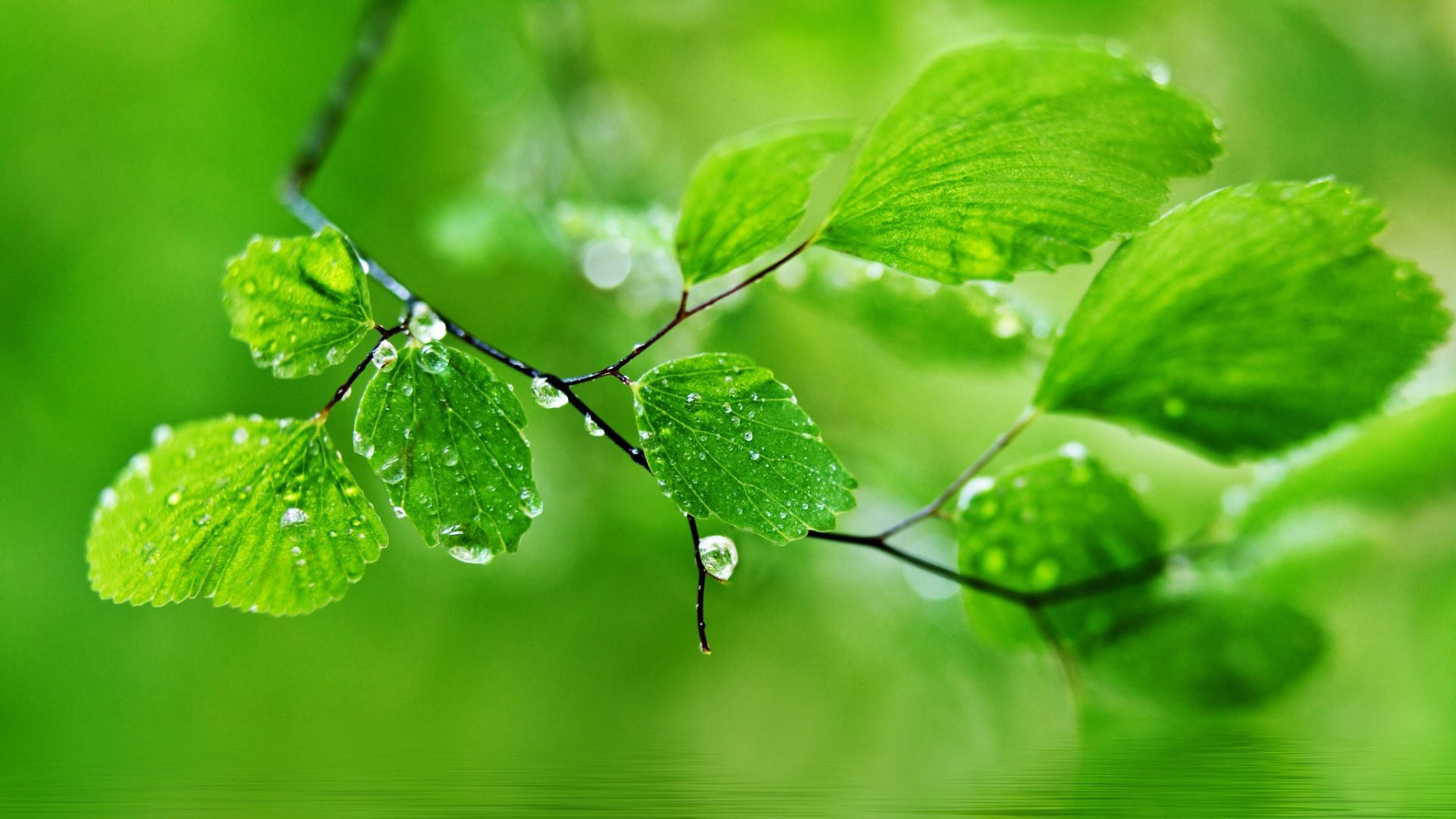 1920x1080 Full HD Nature, wet green leaves, dewdrops, Full HD Desktop Wallpaper