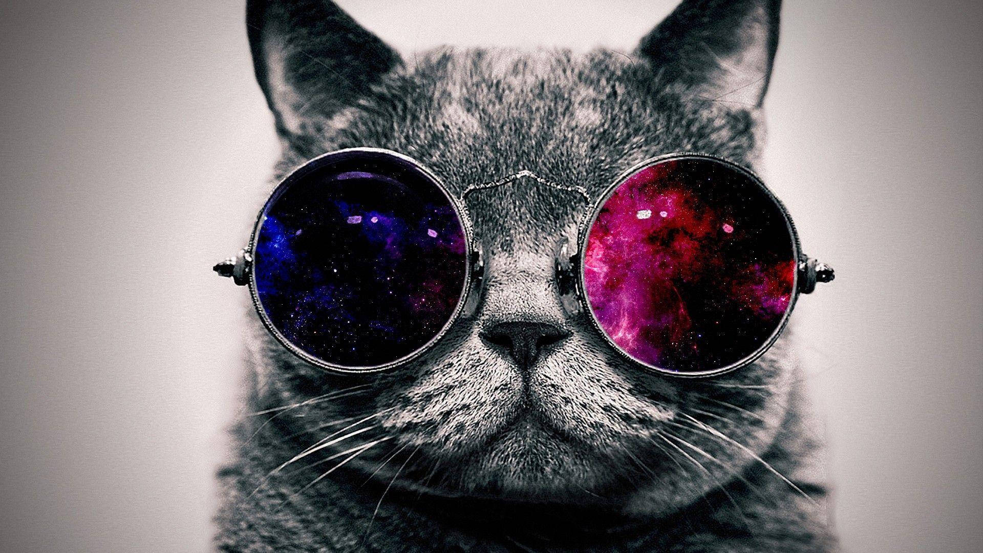 1920x1080 Full HD, cat, glasses, Full HD Desktop Wallpaper